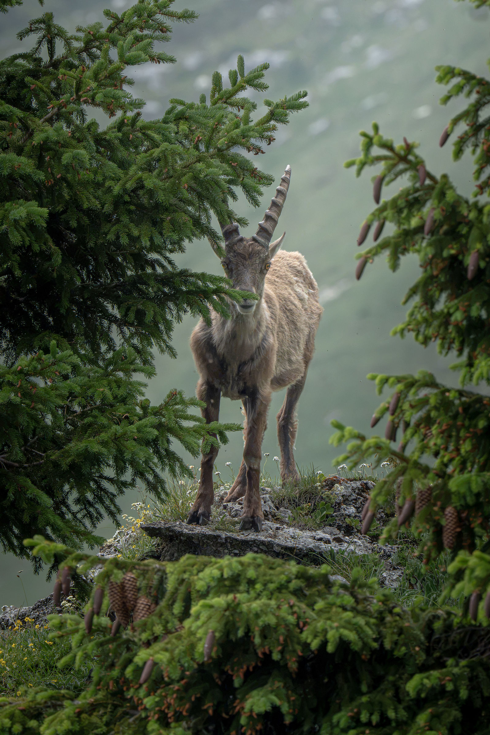 Ibex