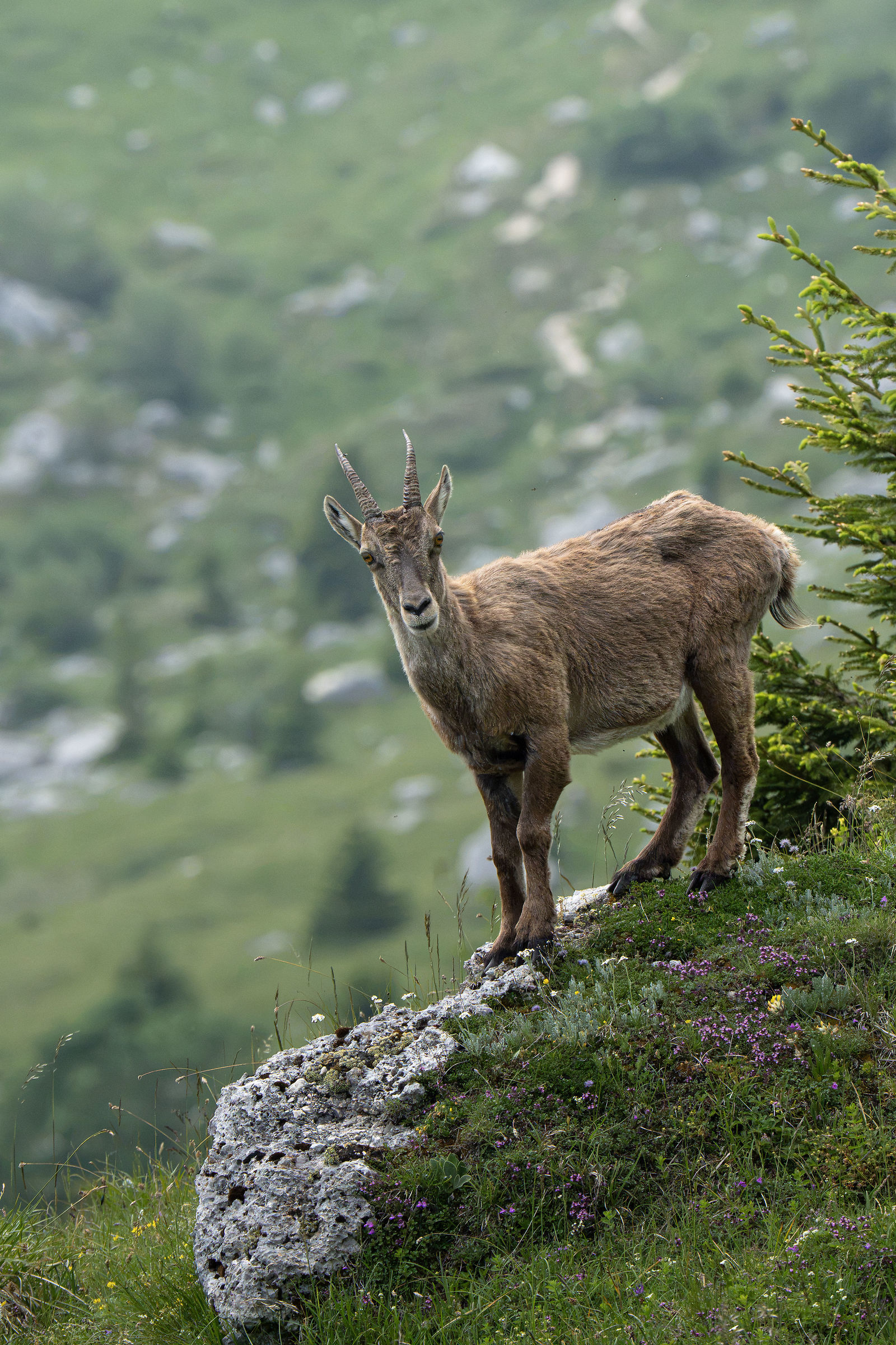 Ibex