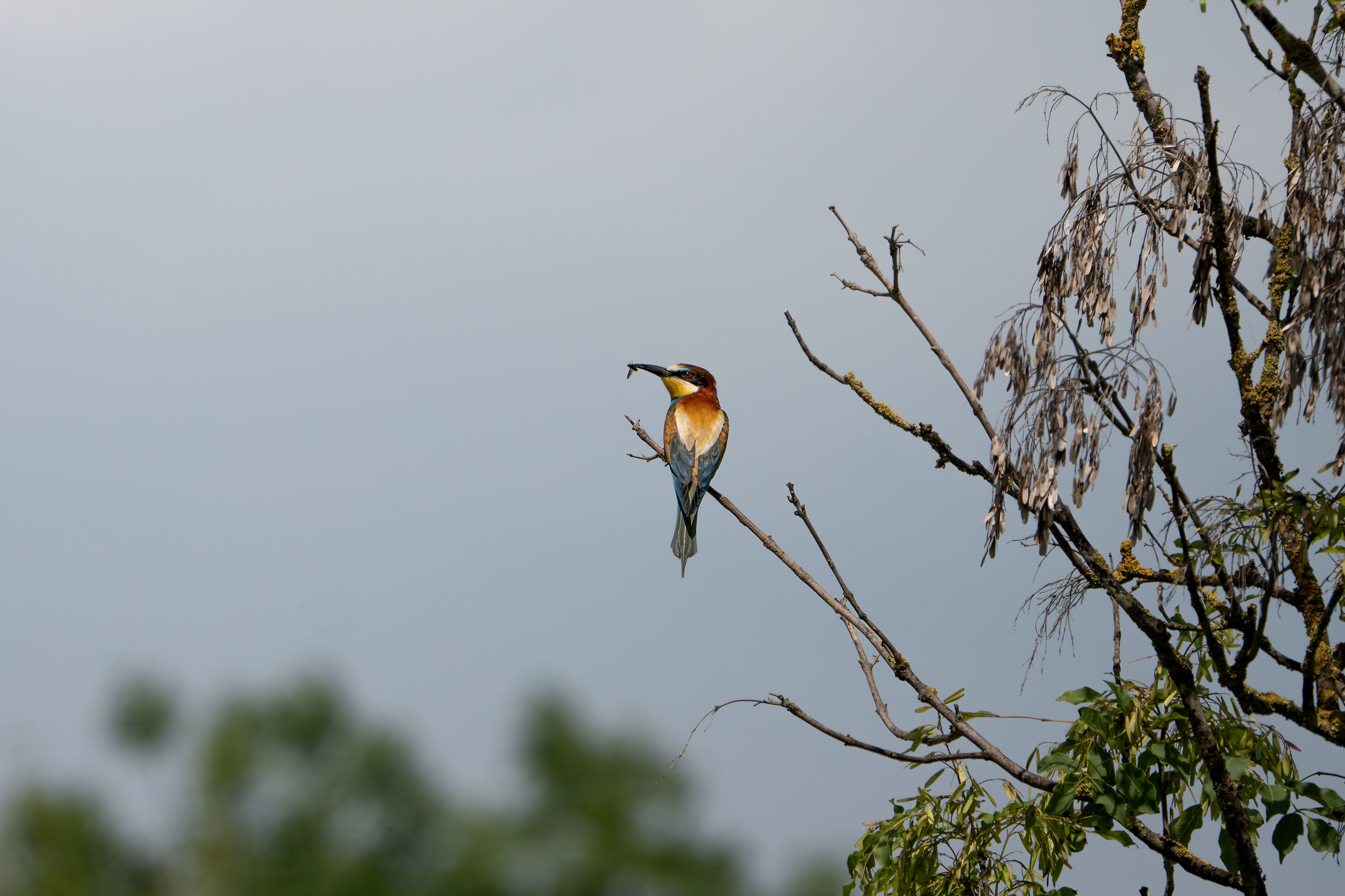 Bee-eater