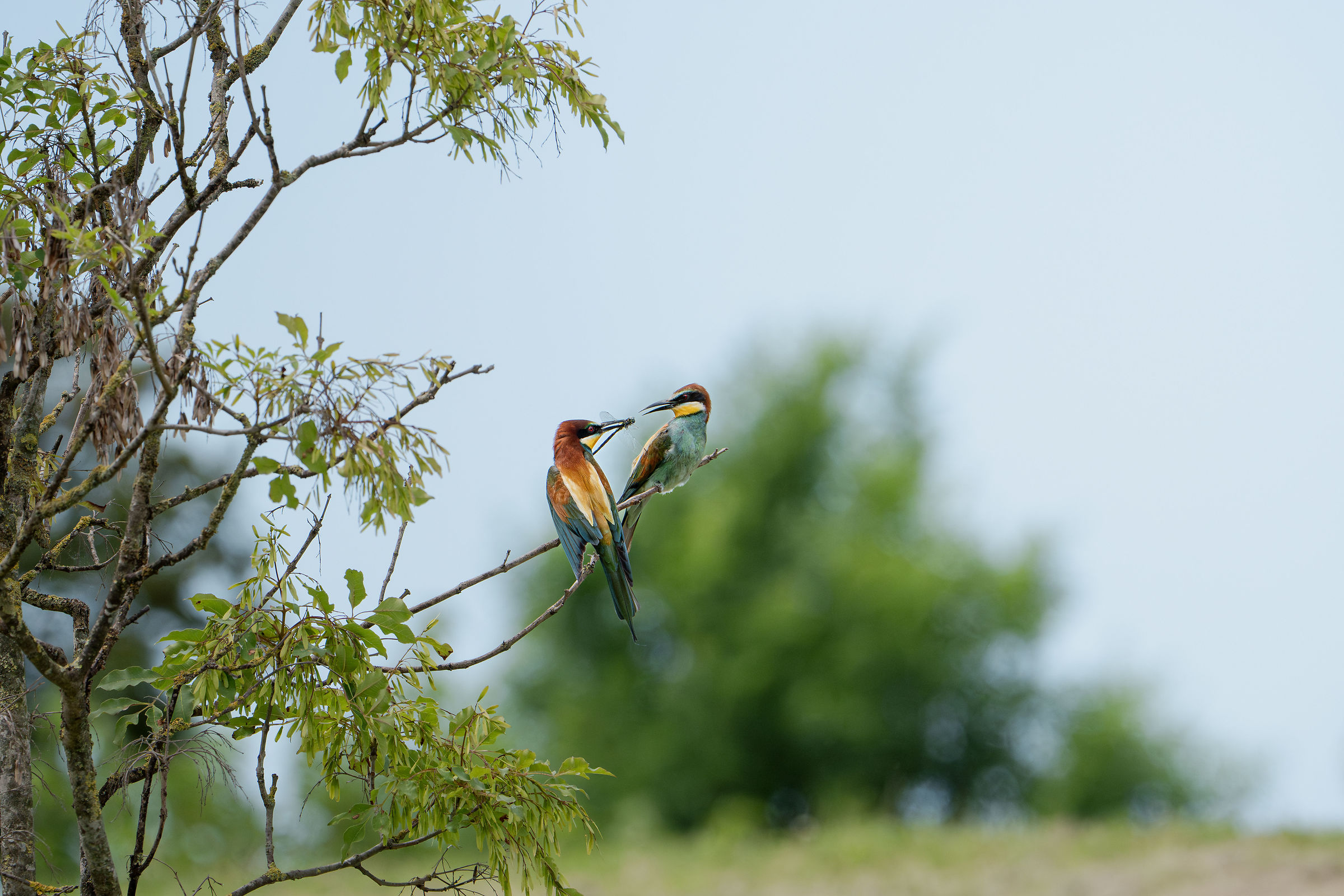 Bee-eaters feeding