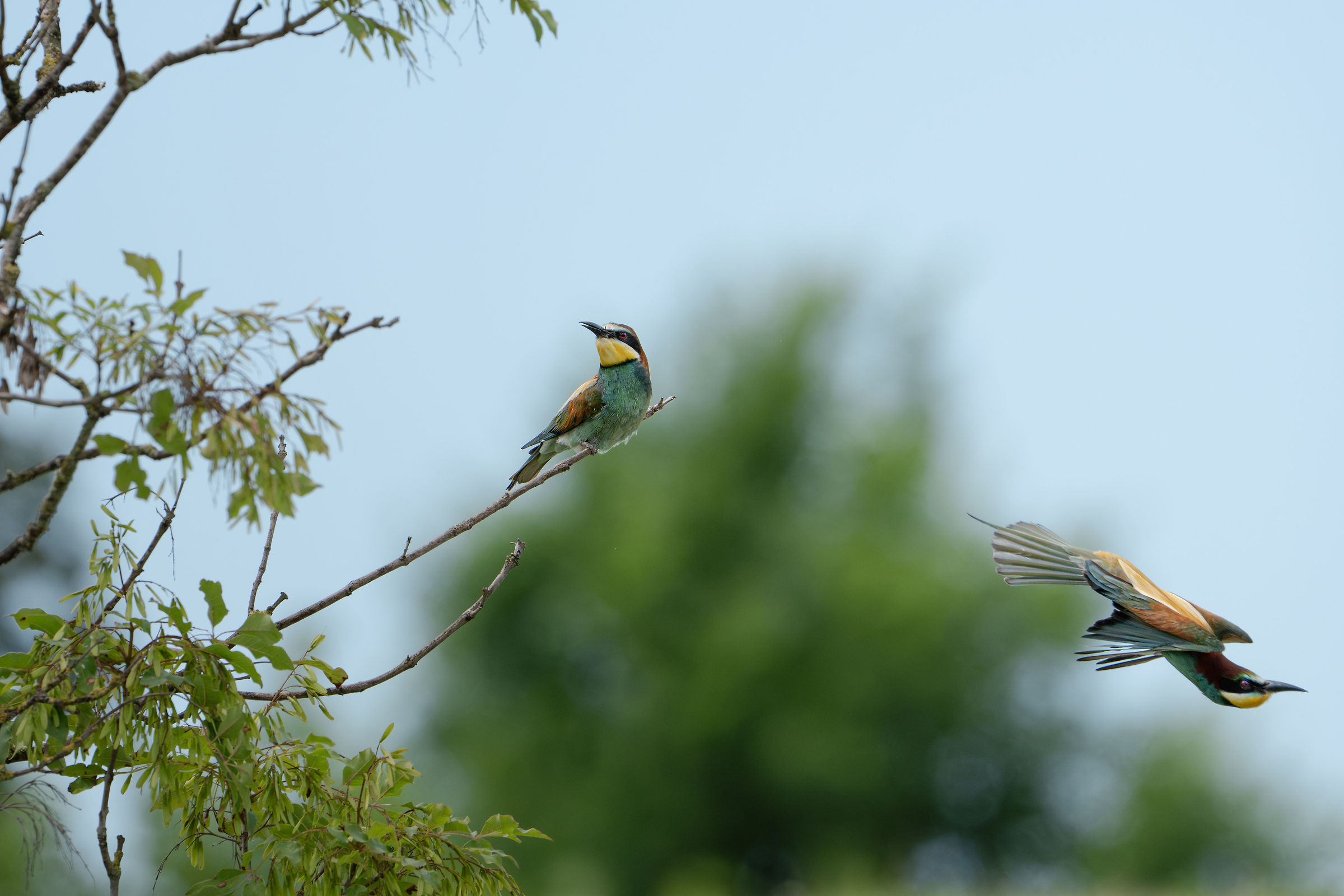 Bee-eaters