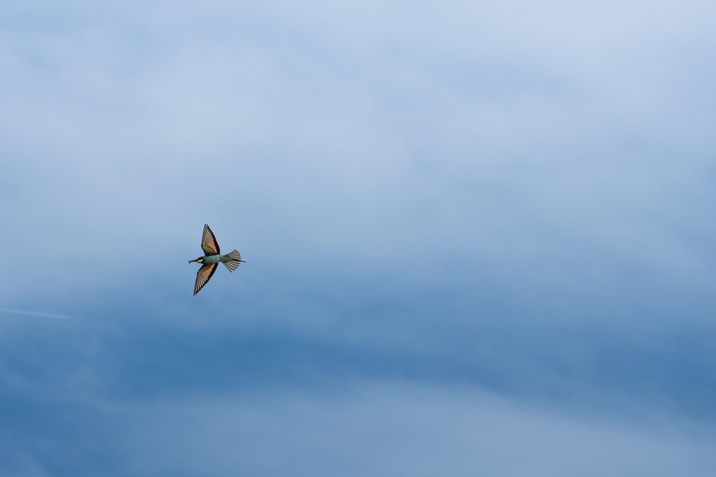 Bee-eater in flight