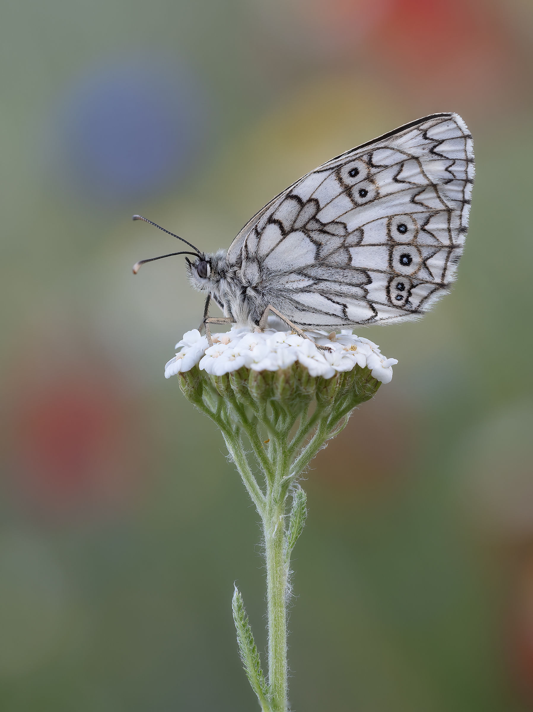 Melanargia galathea di Castelluccio