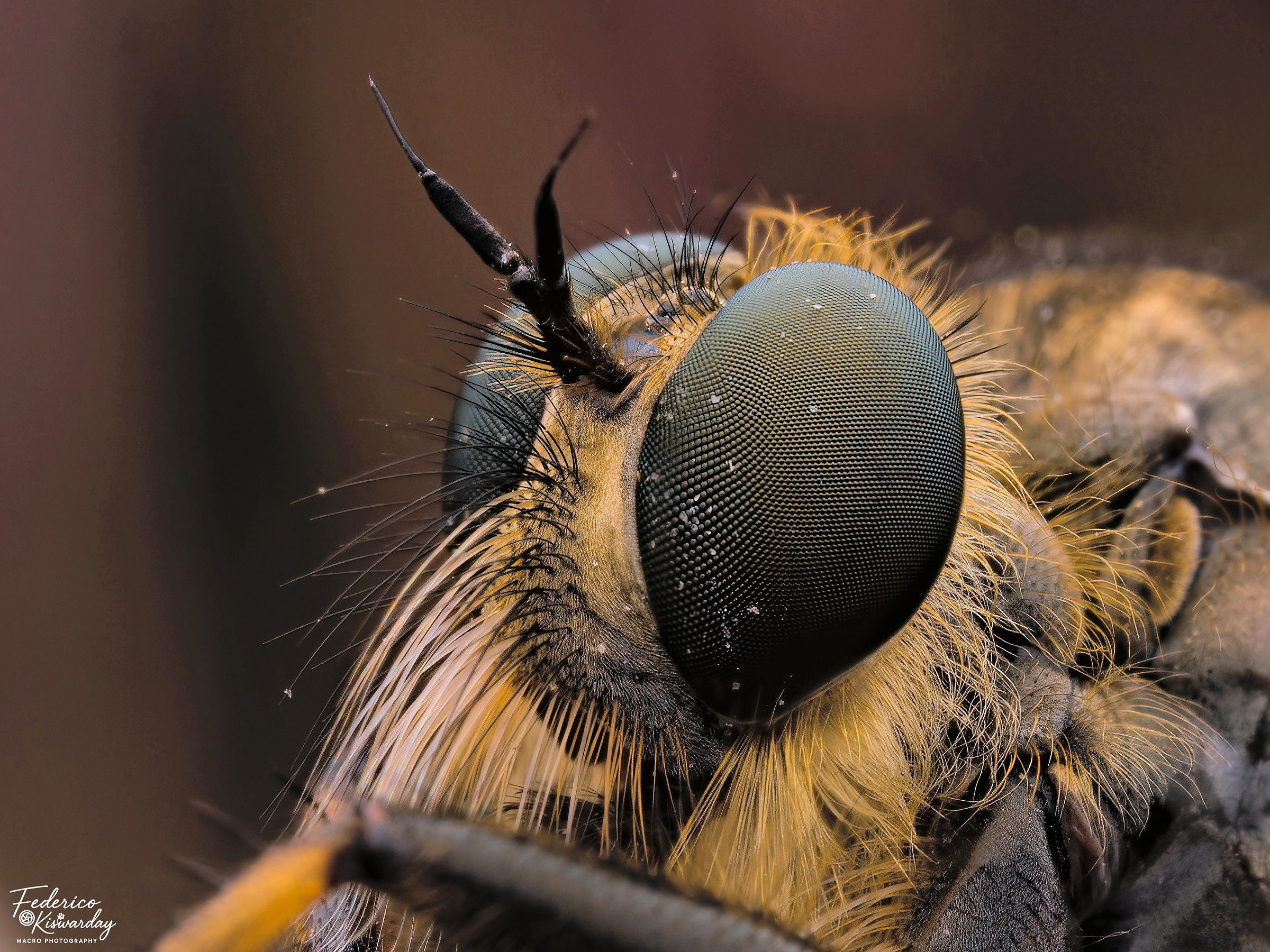 Asilidae: il volto del predatore