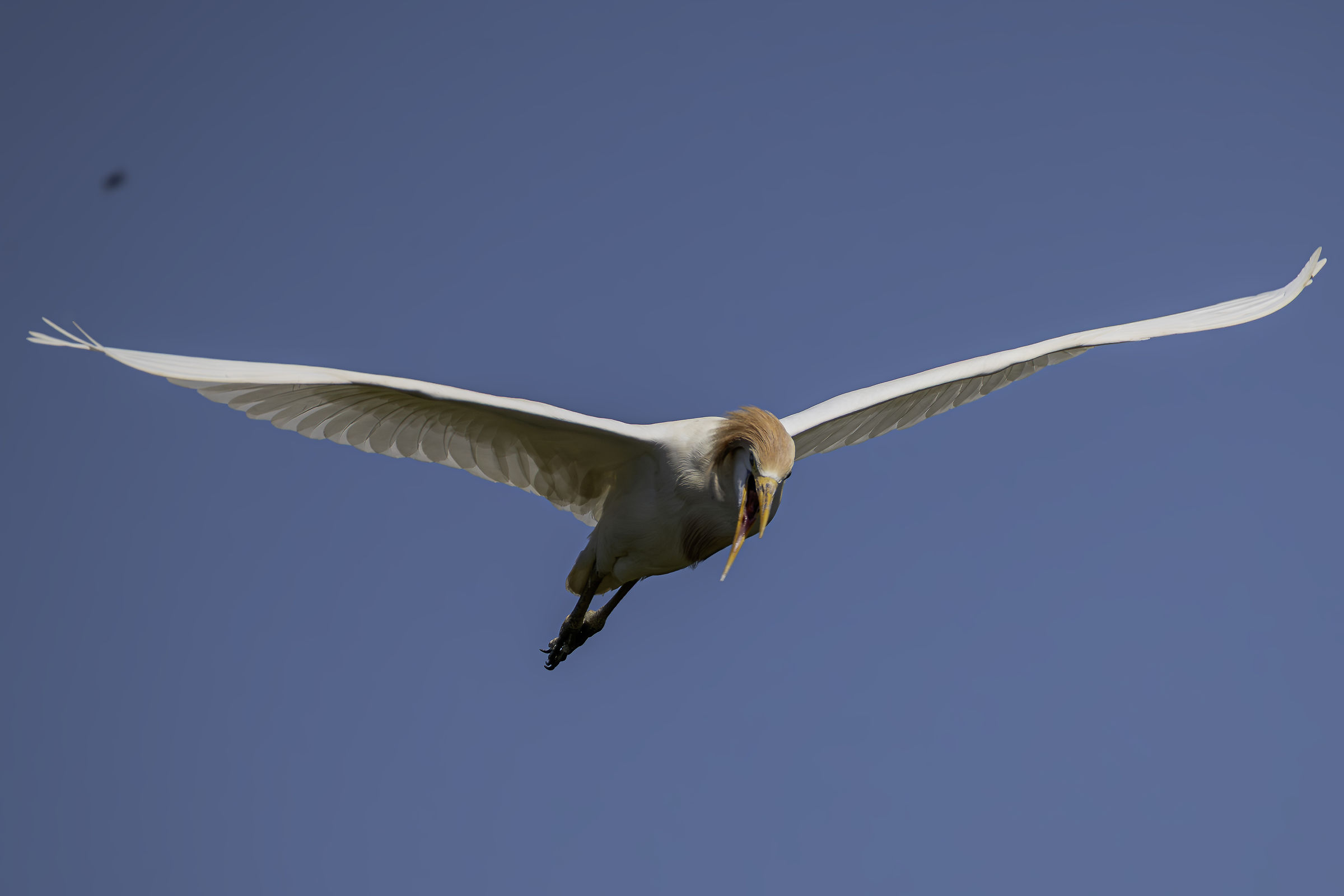 Nervous Cattle Egret