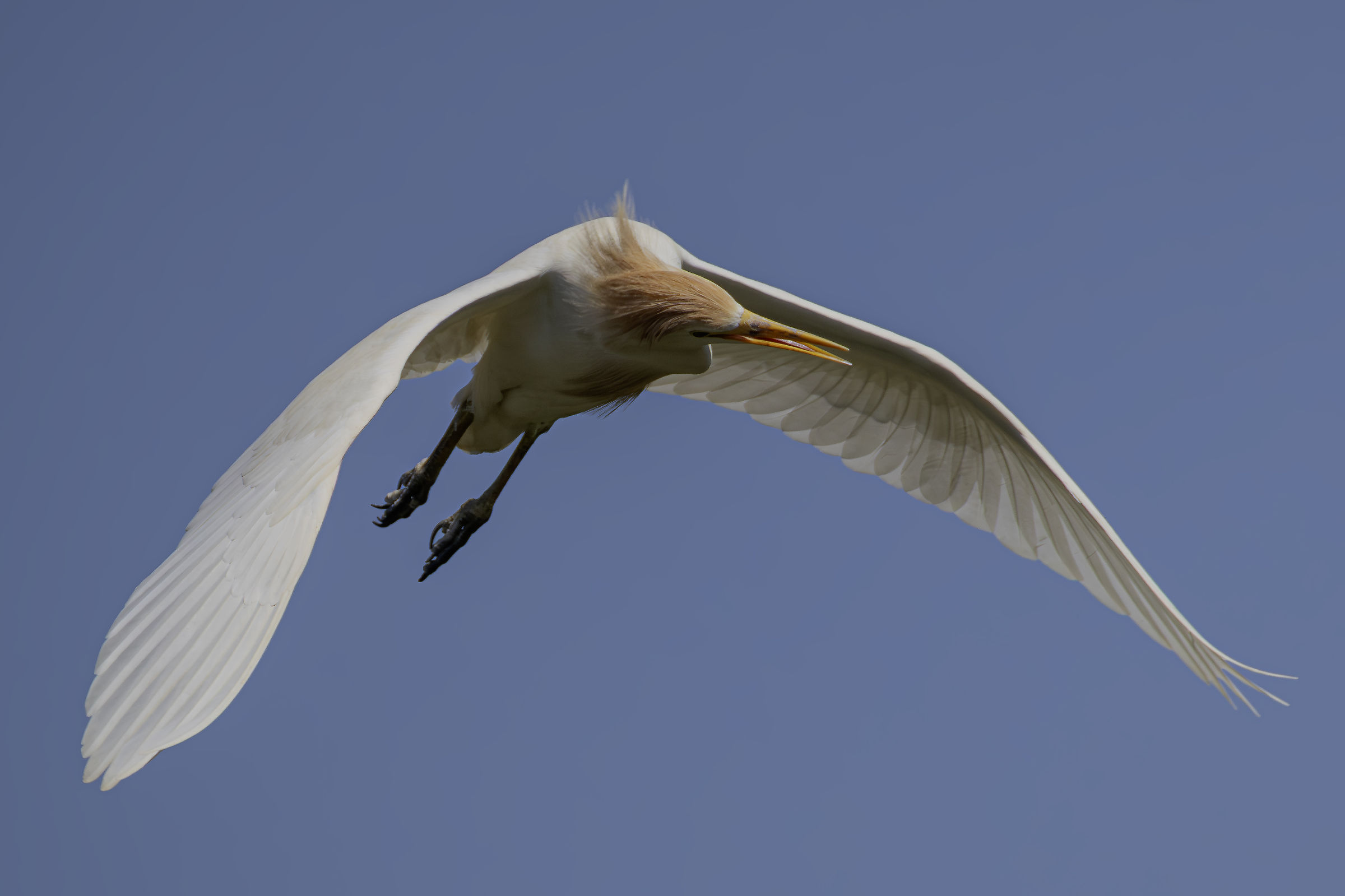 Cattle Egrets in Flight