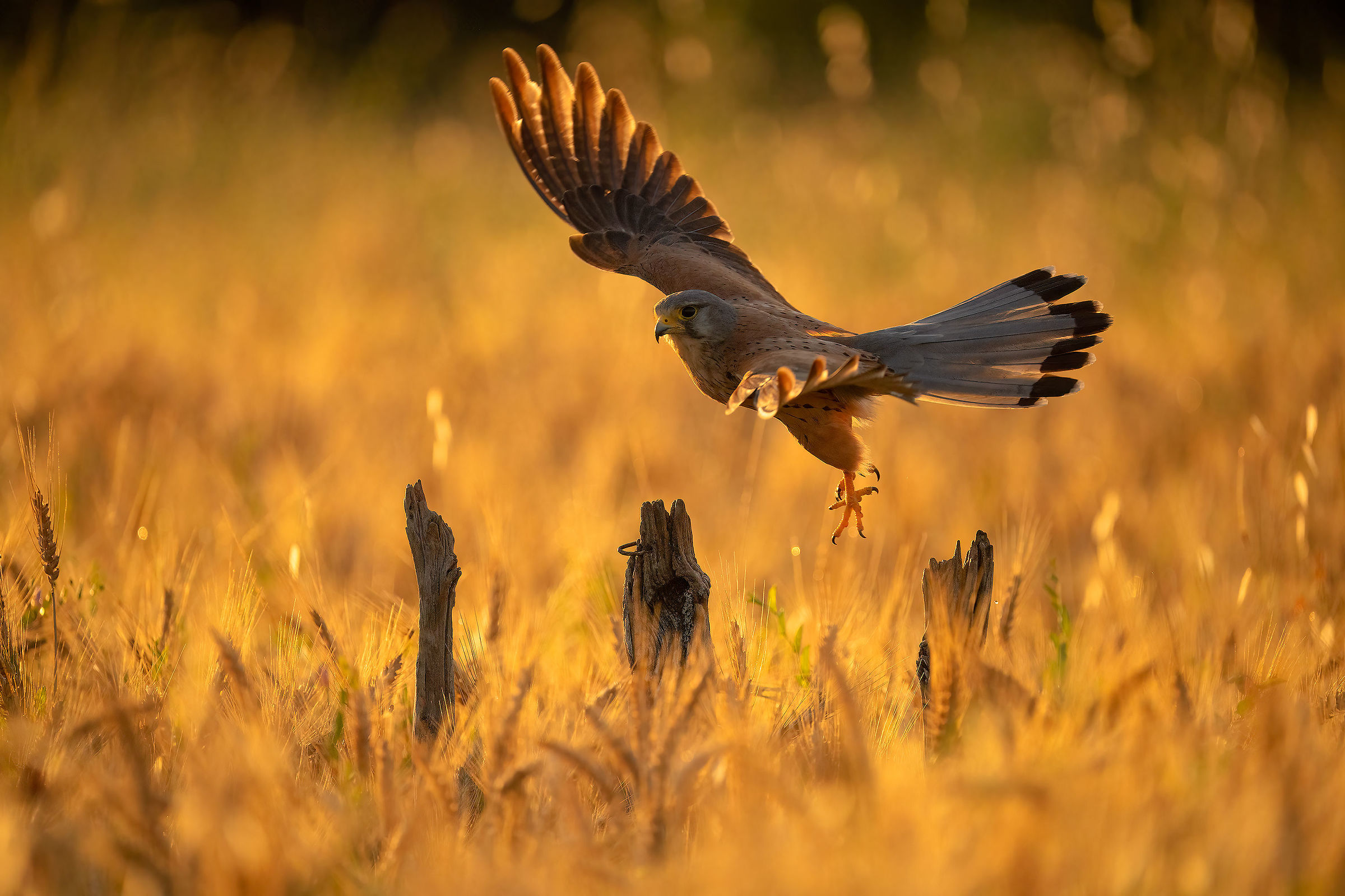 kestrel