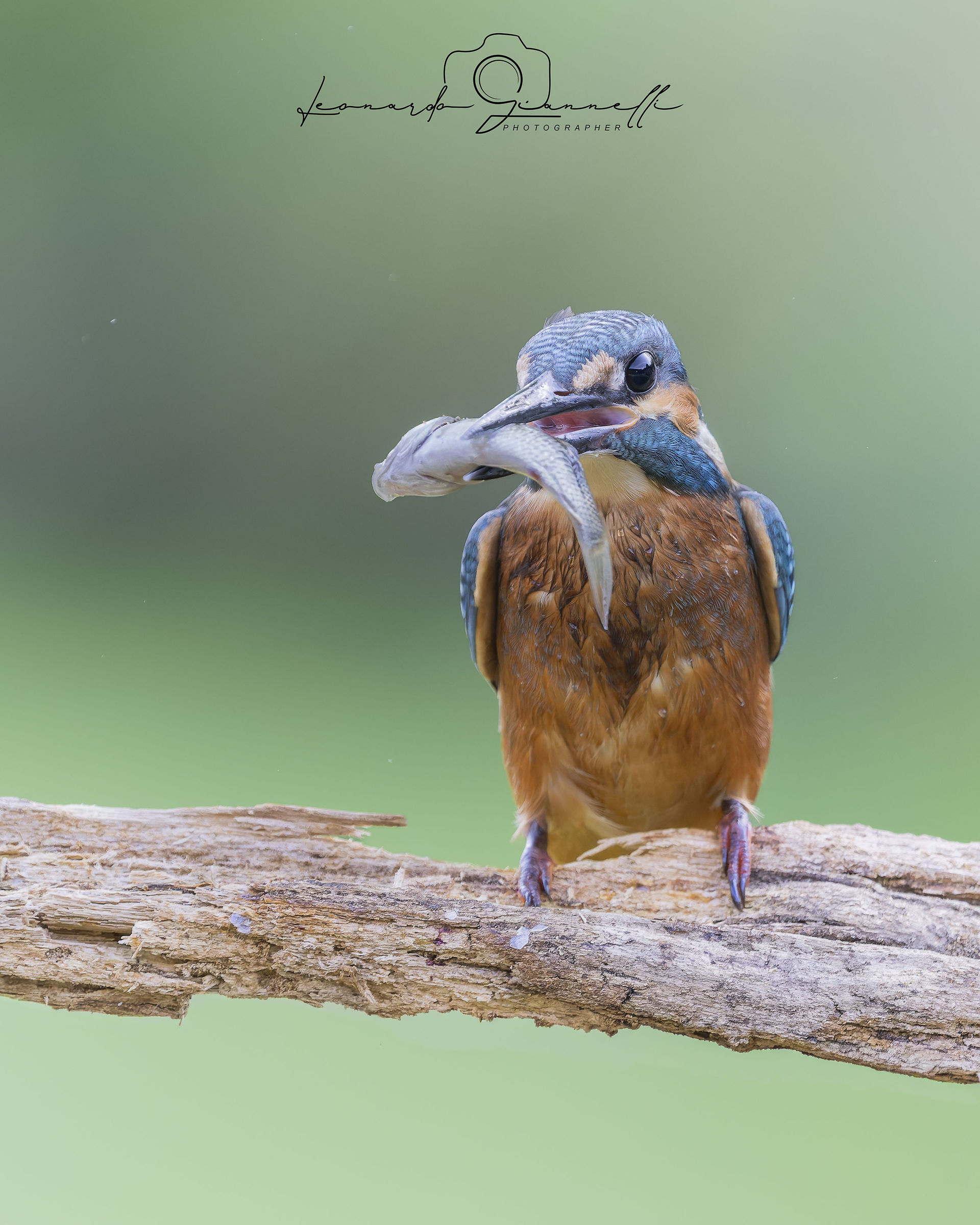Martin Pescatore (Alcedo atthis)