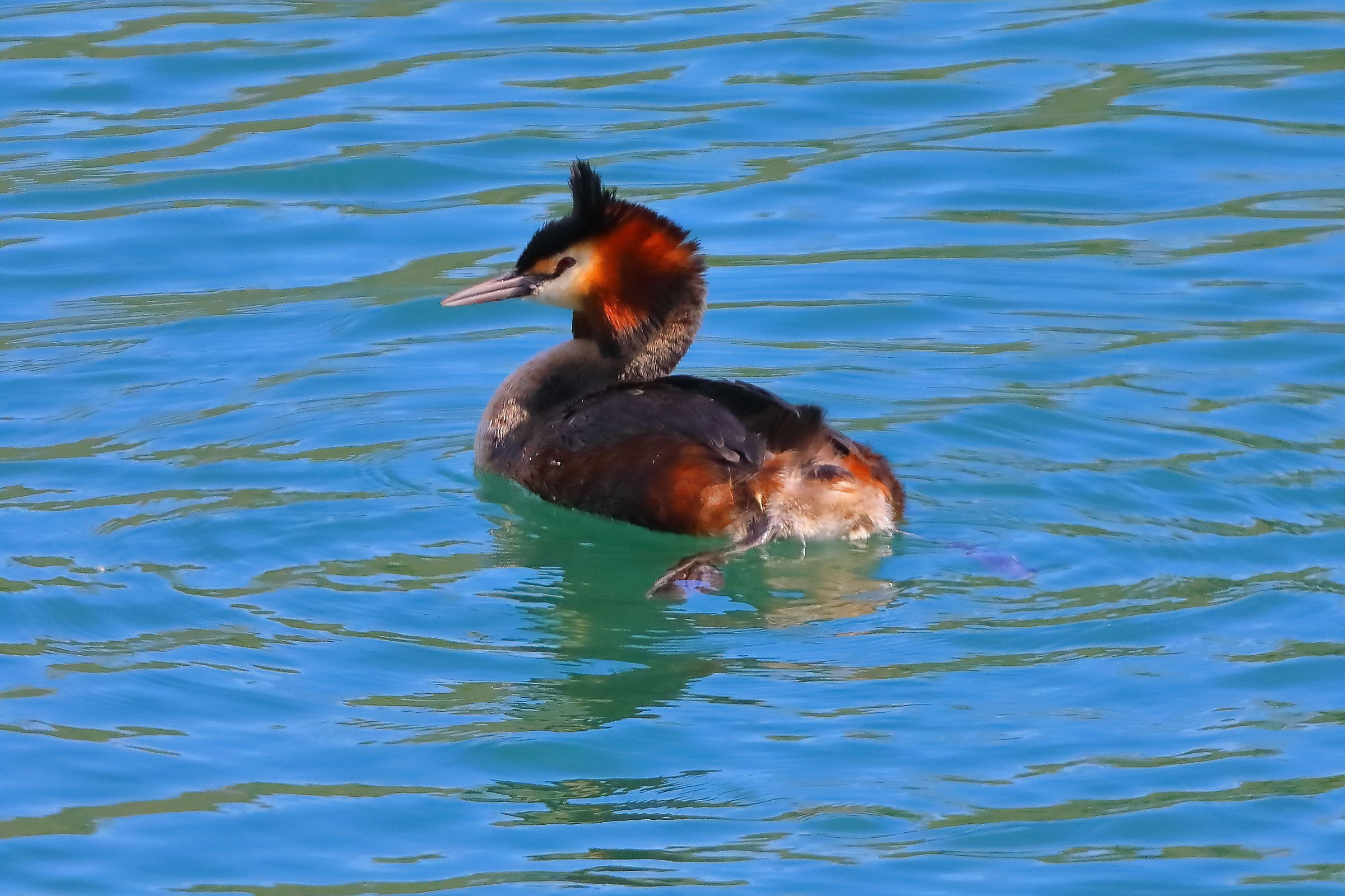 Grebe 02 April 2026