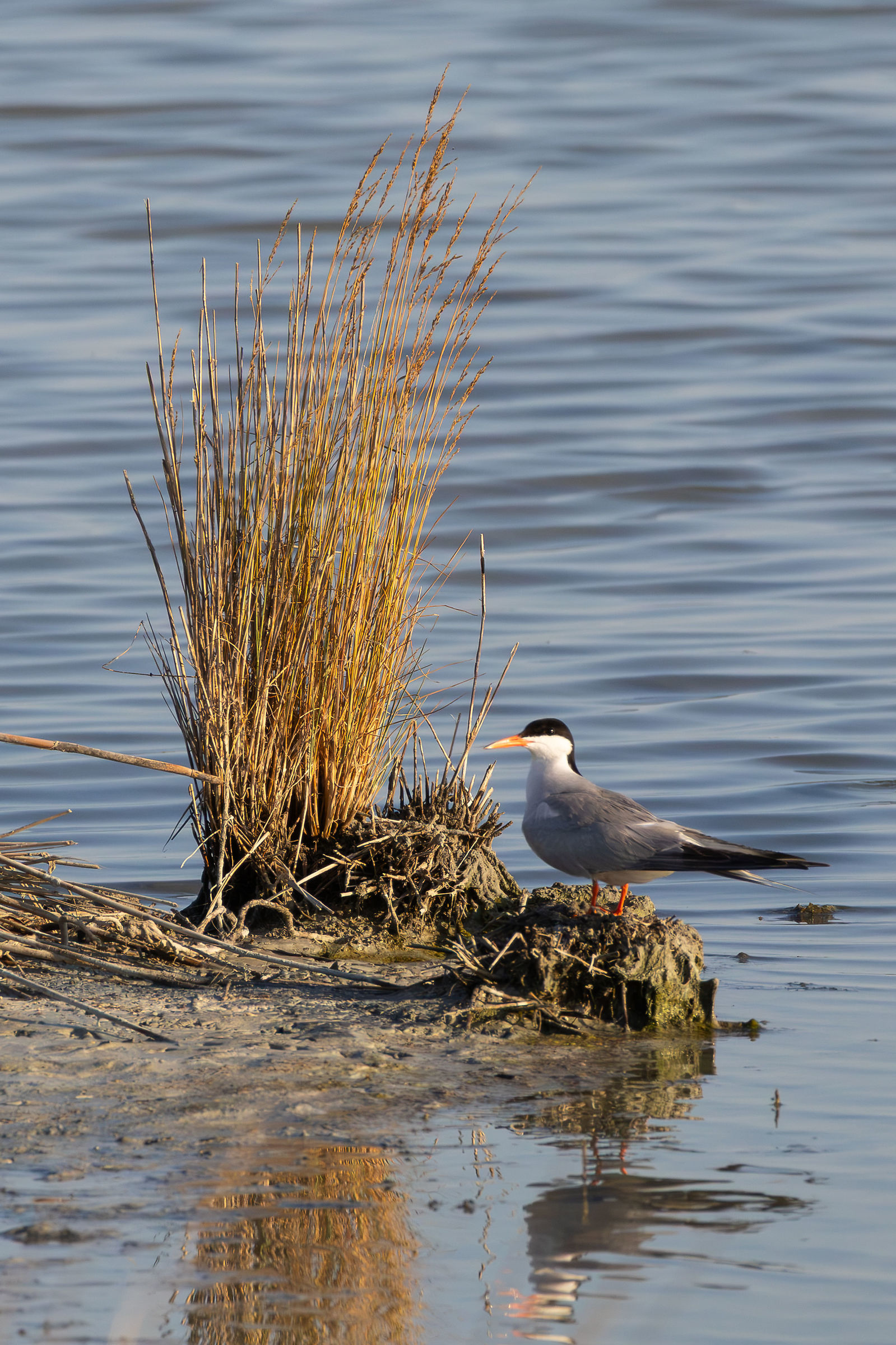 Tern