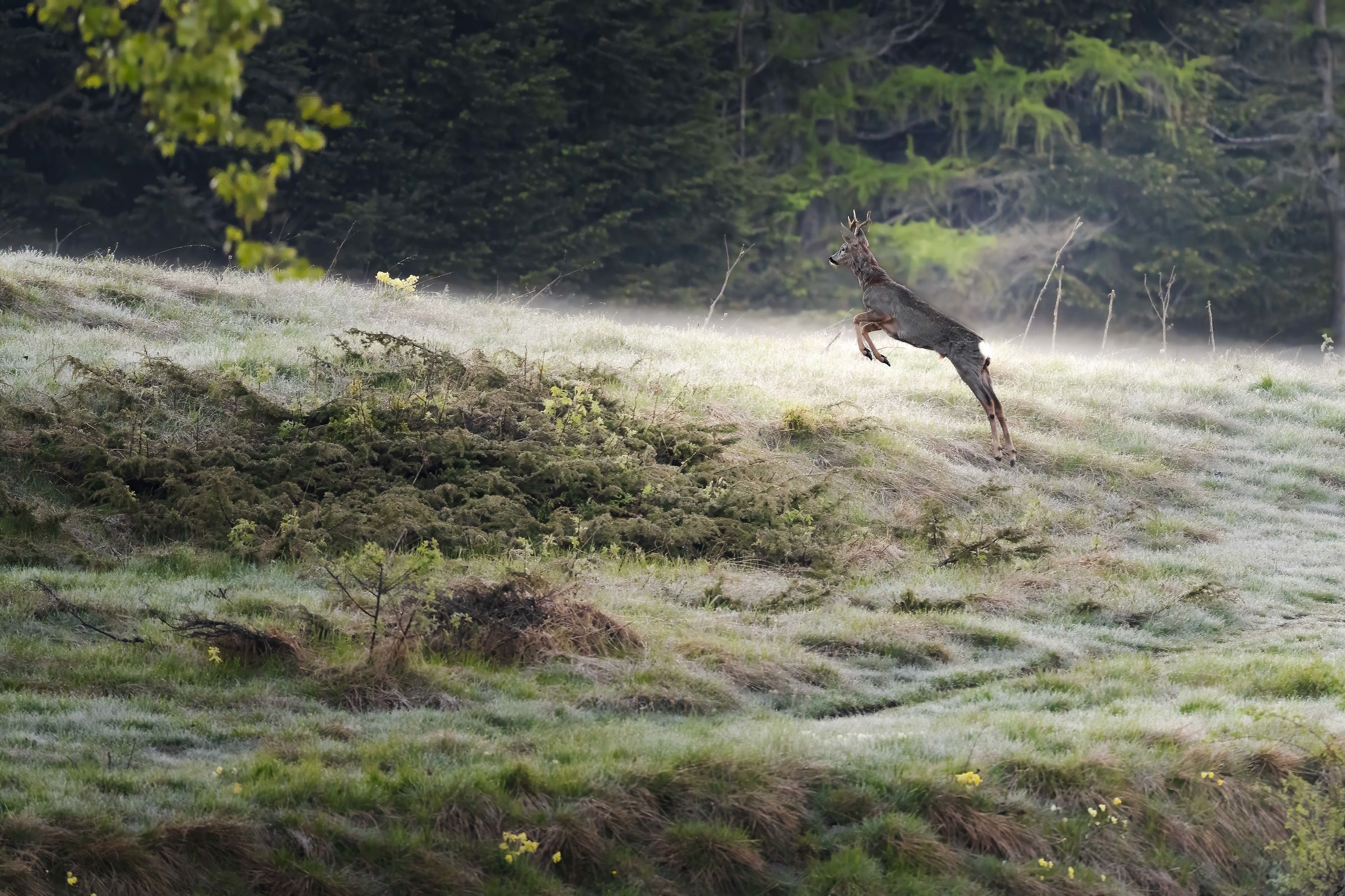 Un salto all'alba