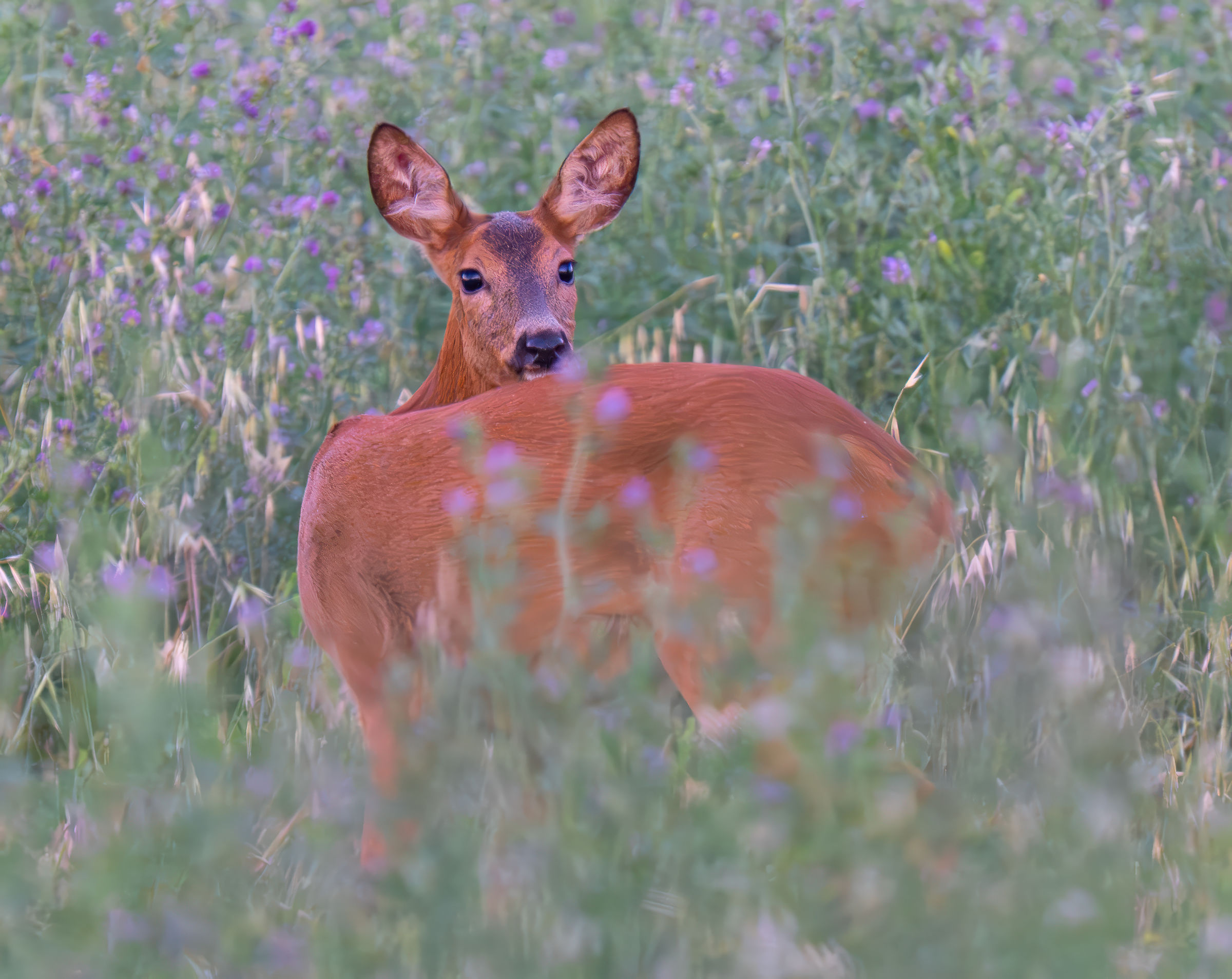 Capriolo femmina