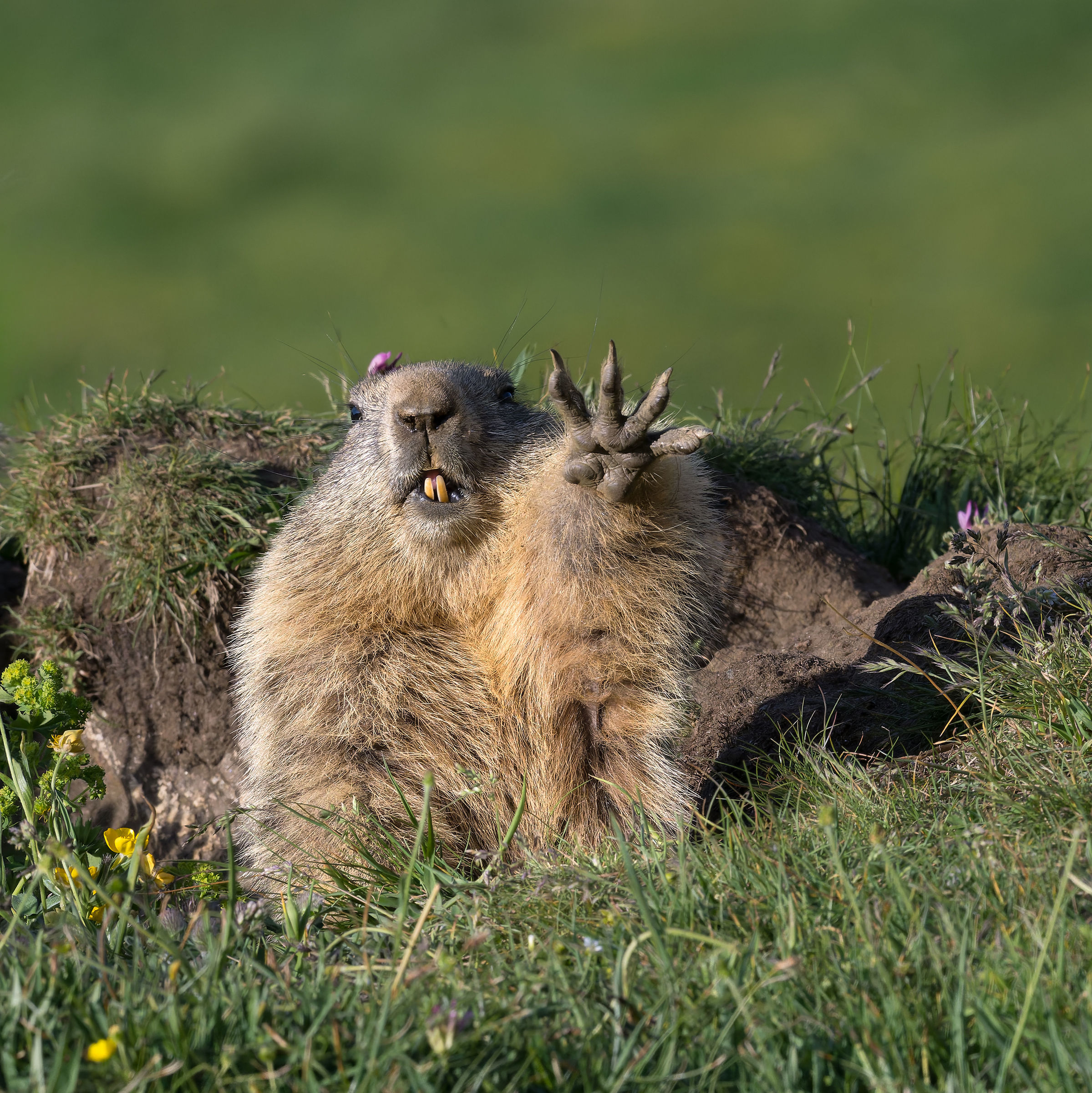 Marmotta - Parco Nazionale del Gran Paradiso -Piemonte
