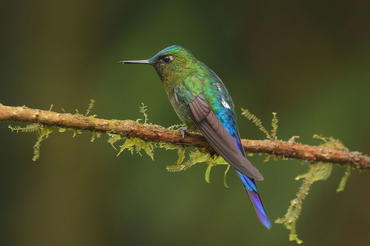 Aglaiocercus coelestis