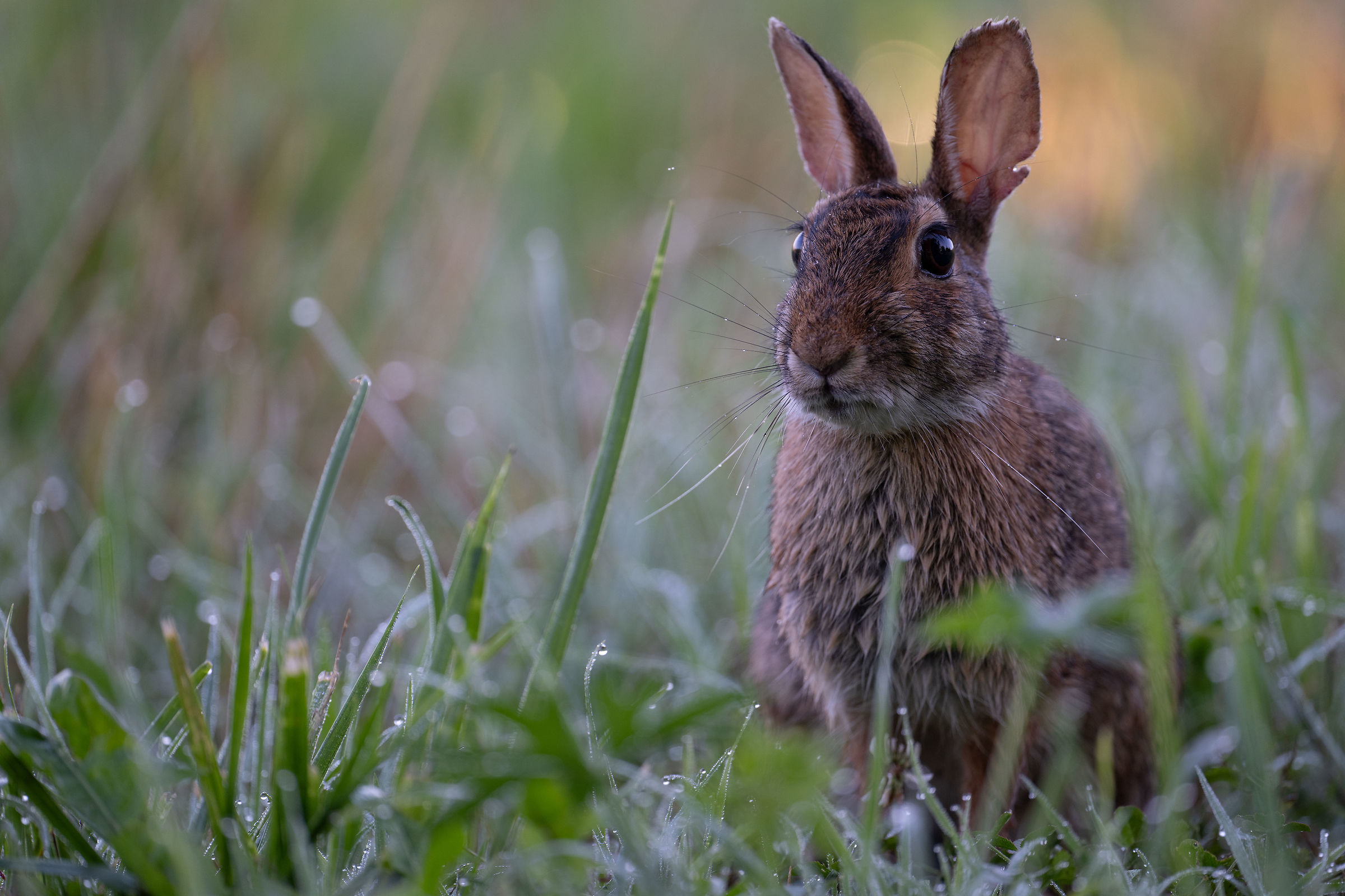 Hare and dew