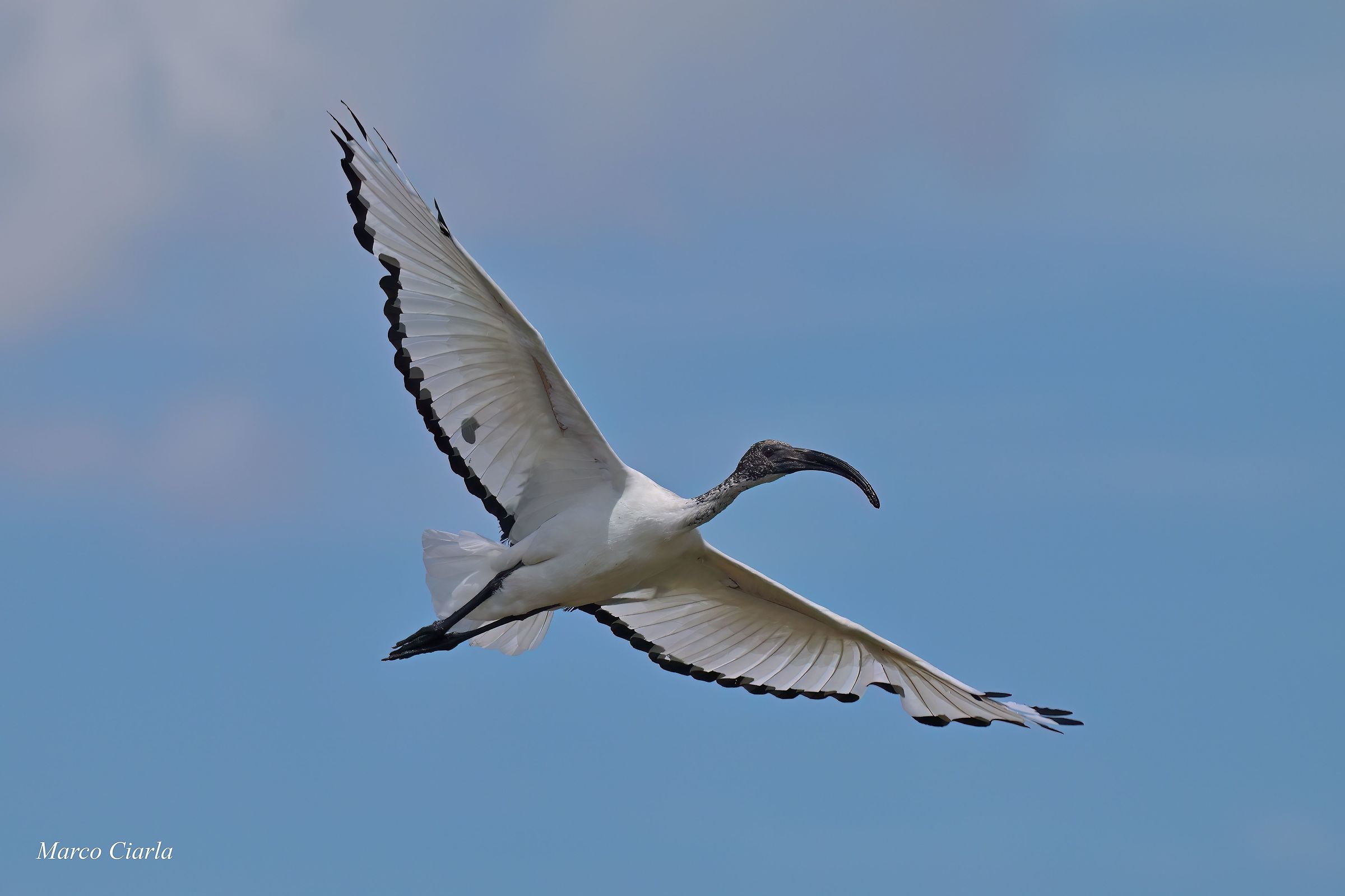 Ibis sacro (Threskiornis aethiopicus)