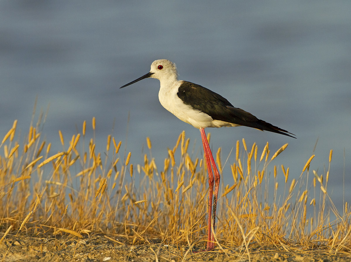 cavaliere al tramonto