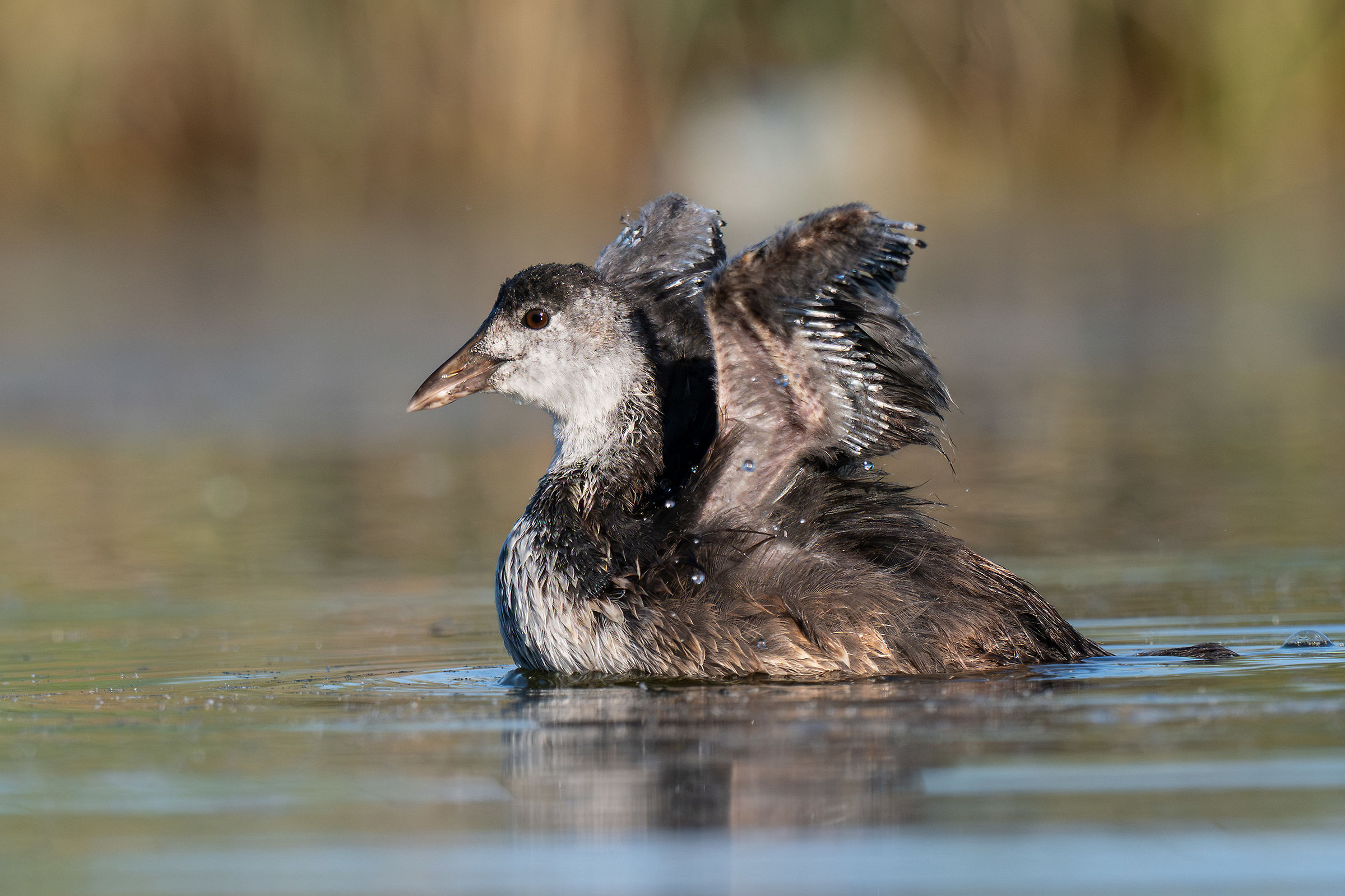 Young Coot