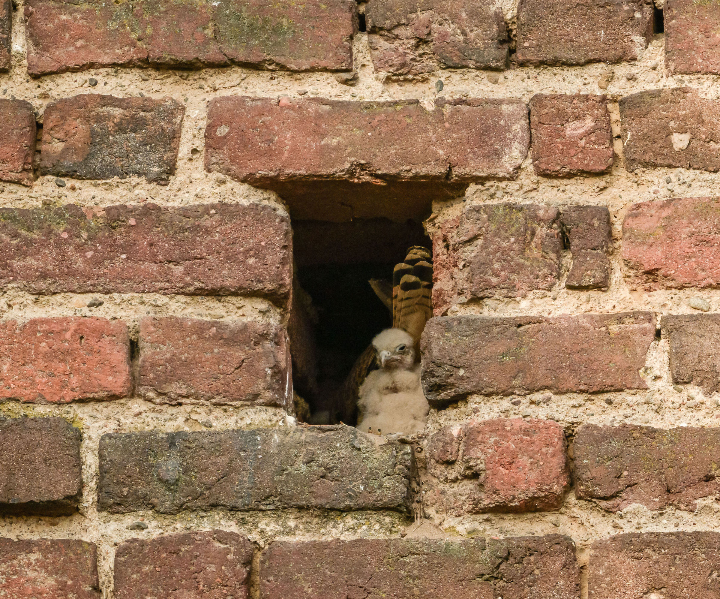 The kestrel