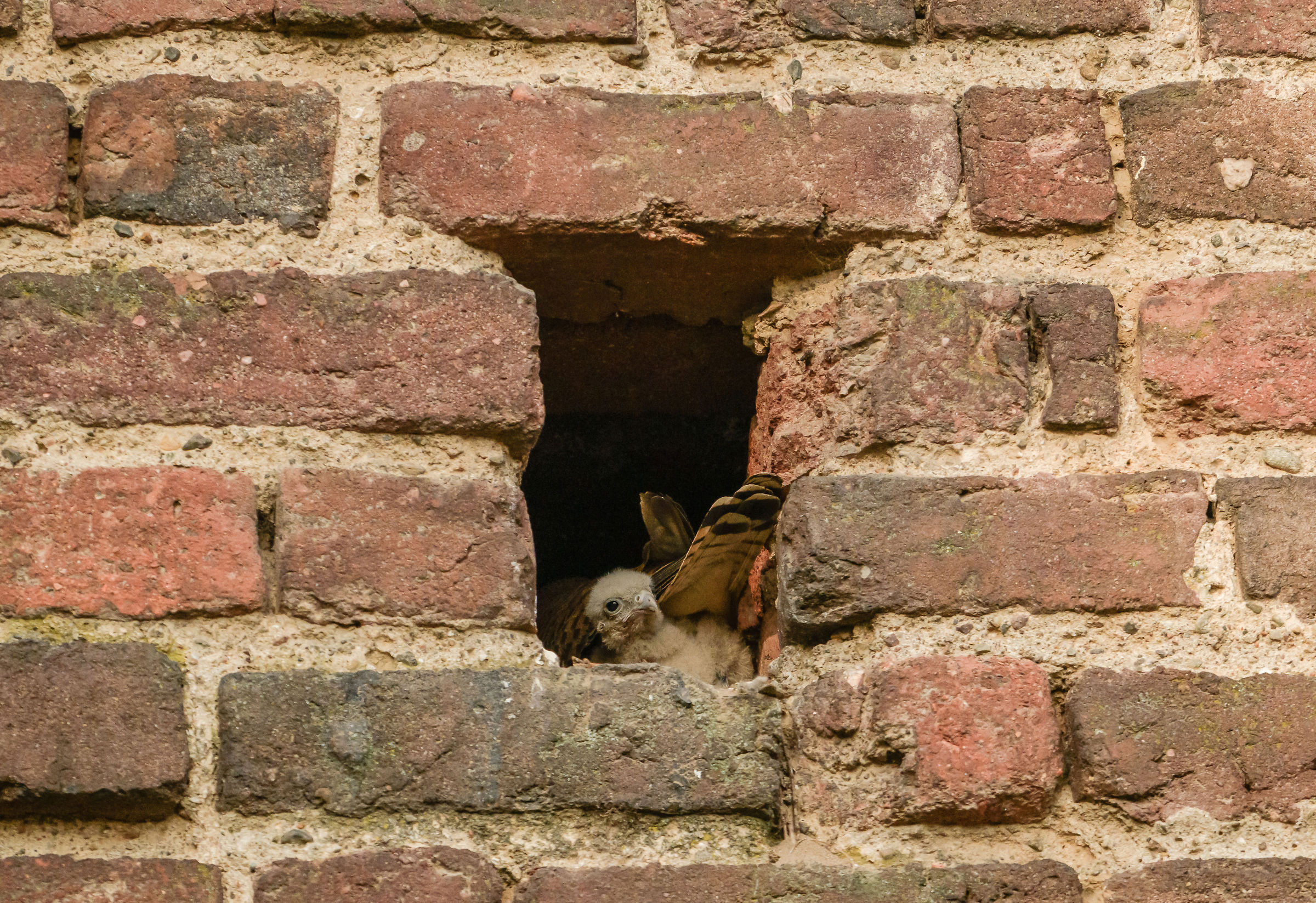 The kestrel