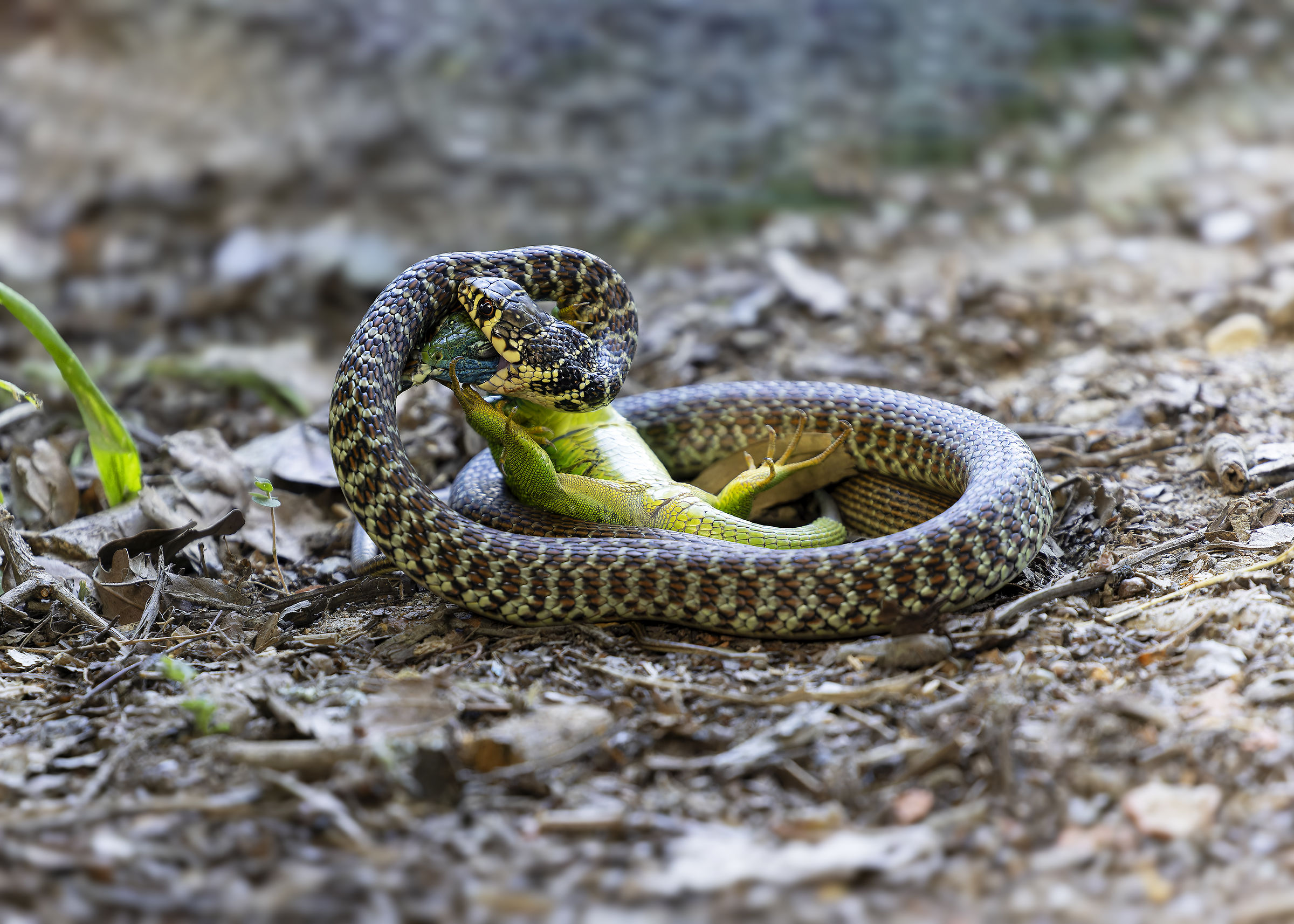 Lizard in difficulty