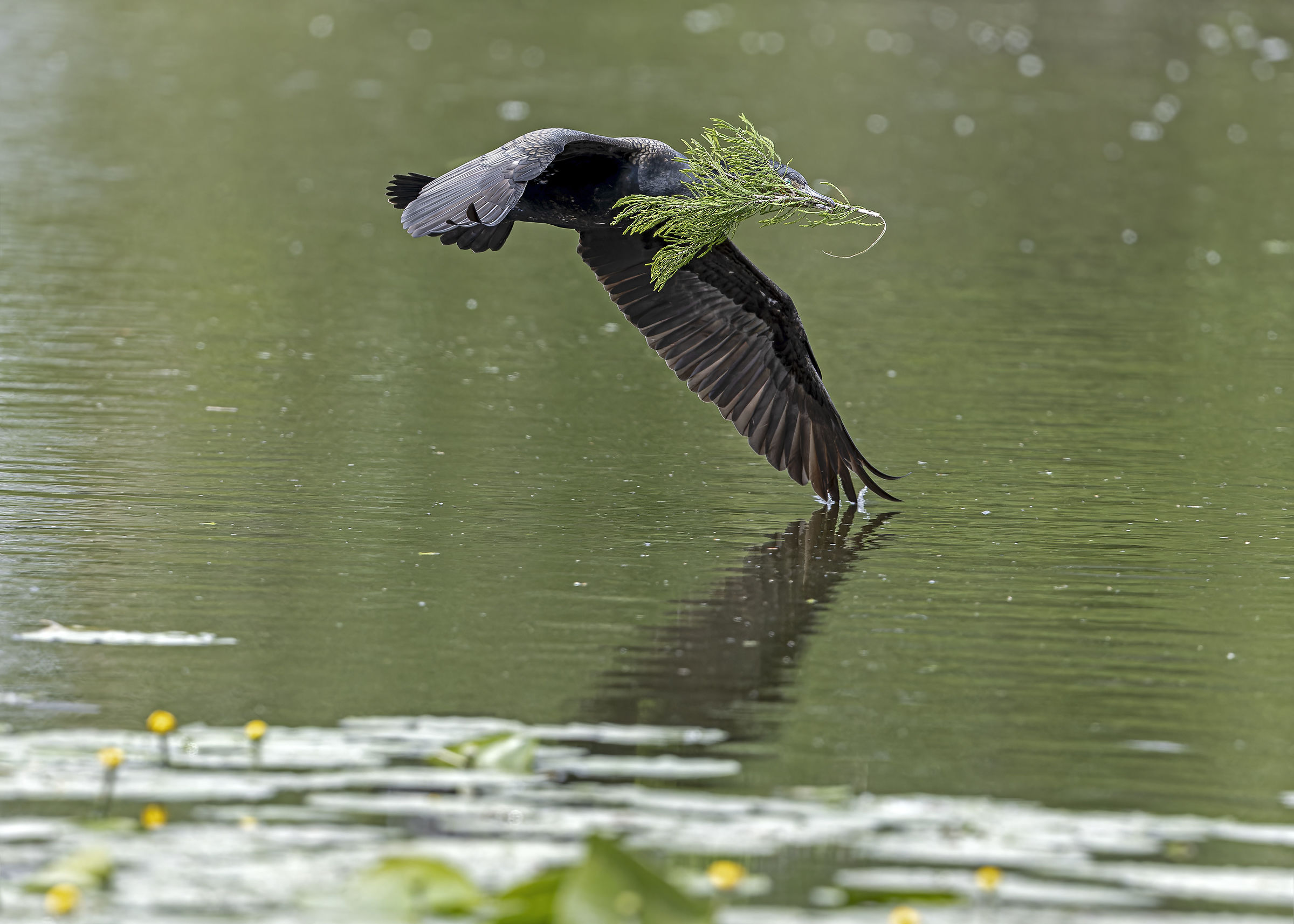 Cormorant