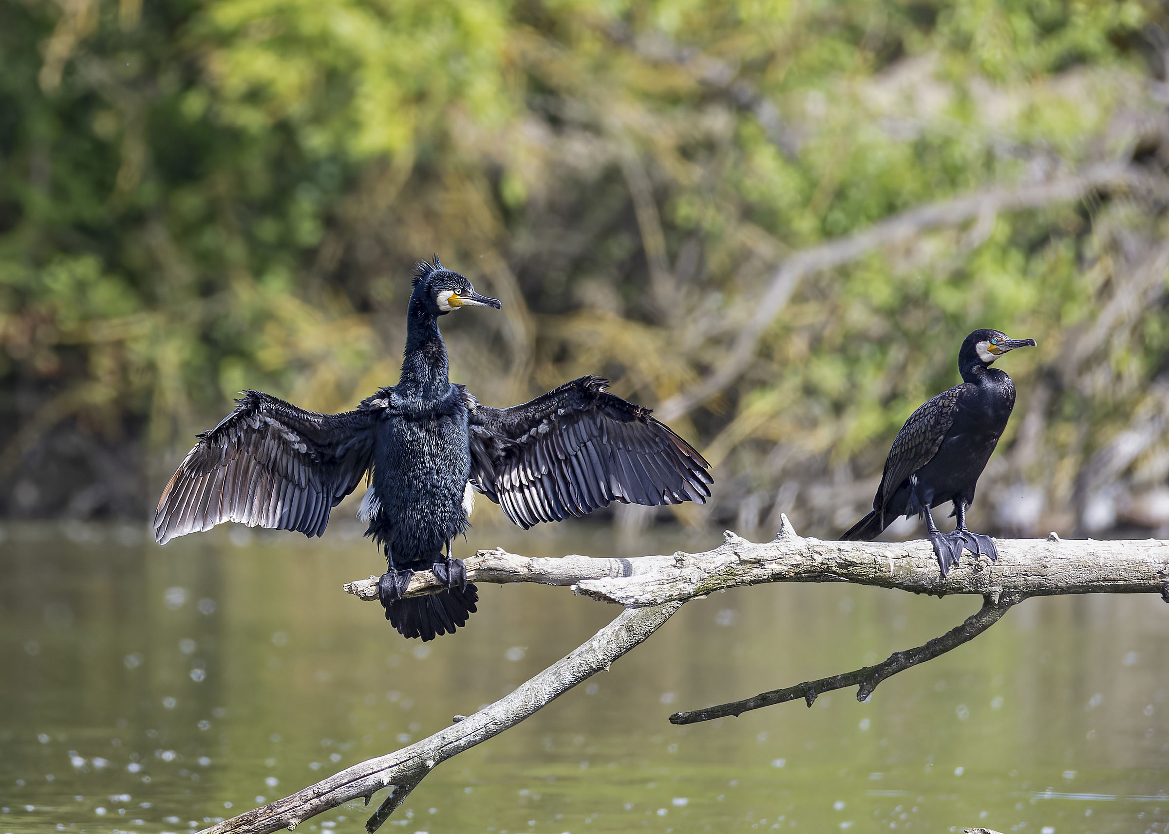 Cormorants