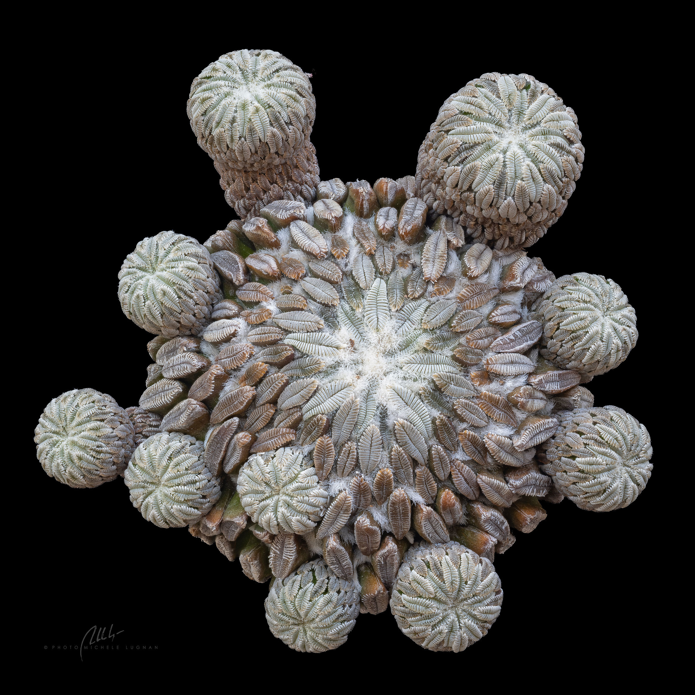 medusa vegetale