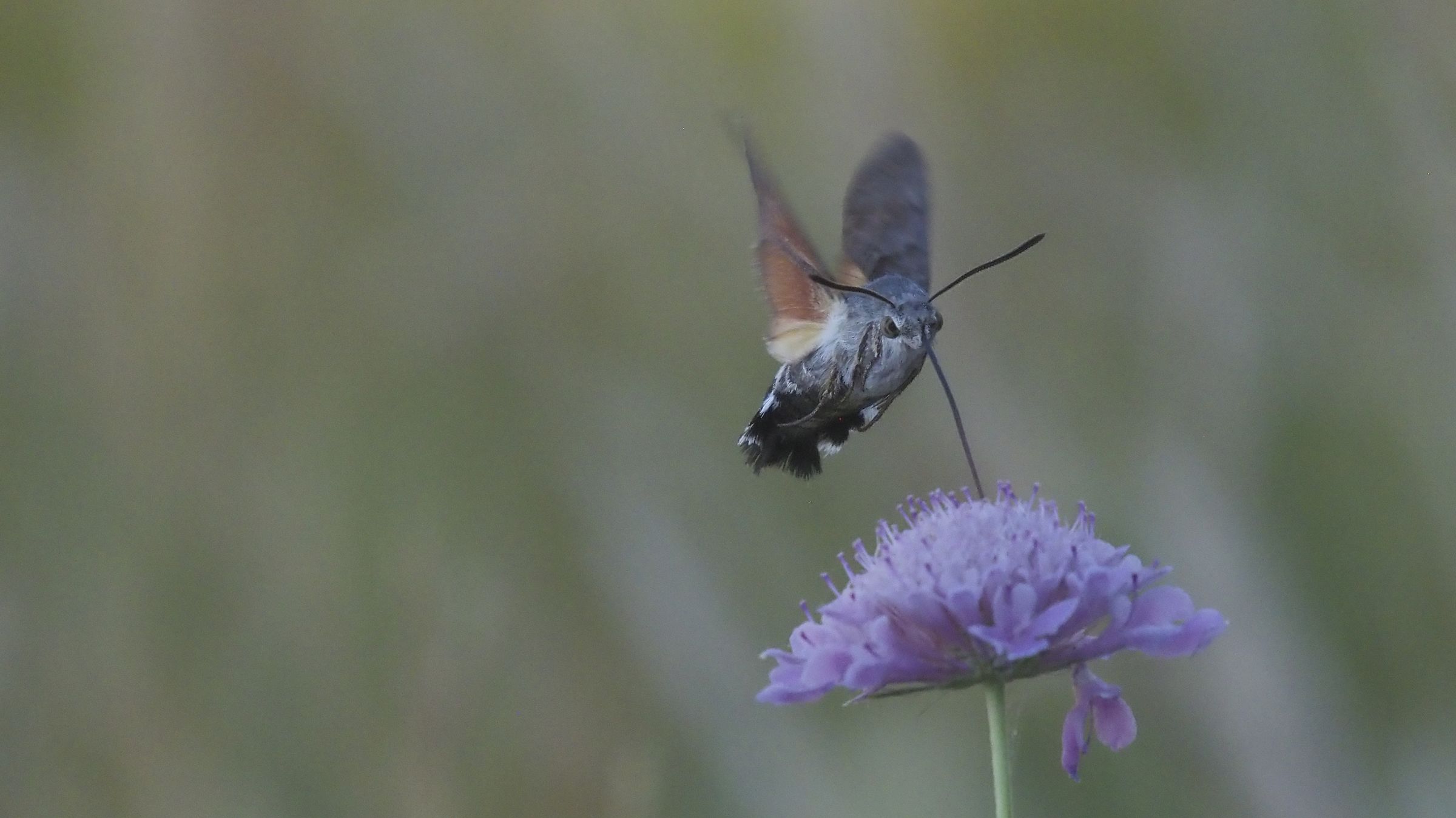 Hummingbird Girl