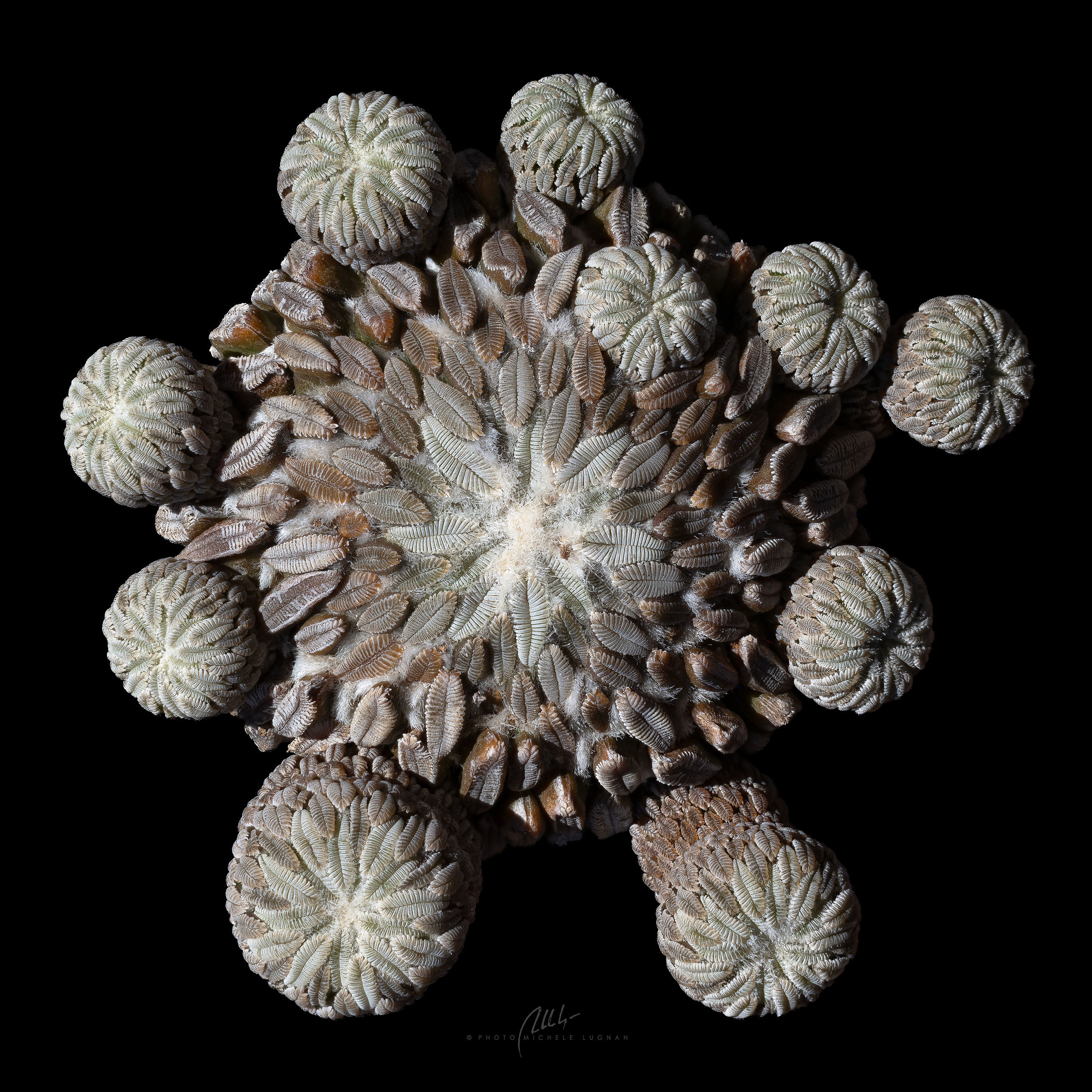 Pelecyphora aselliformis