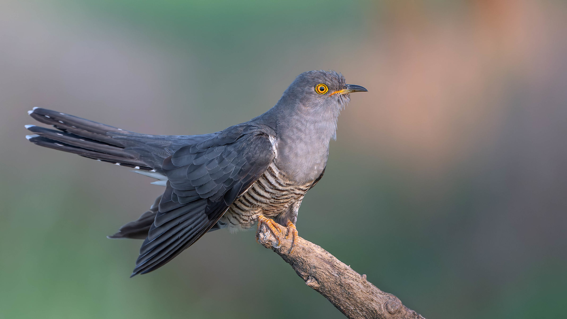 Cuckoo
