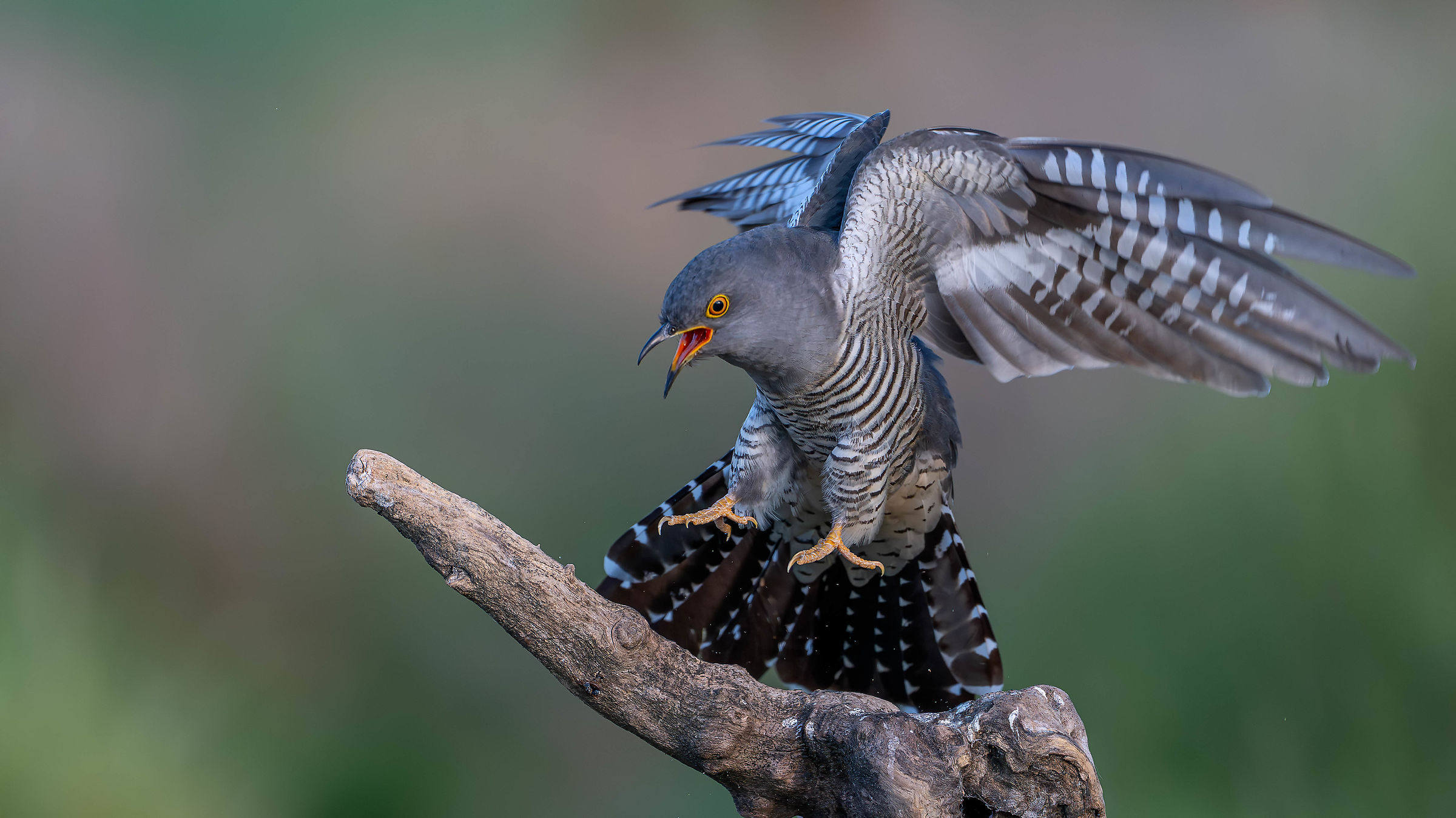 Cuckoo