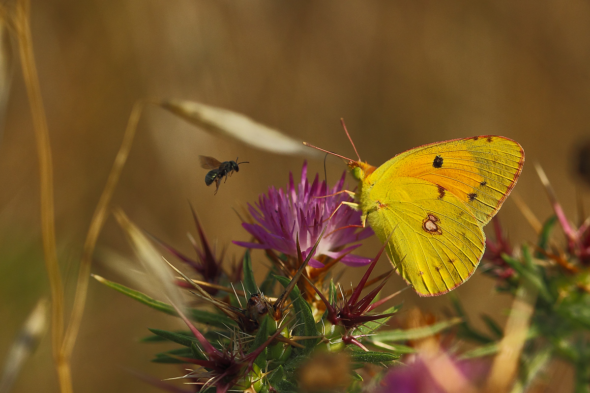 Colias crocea