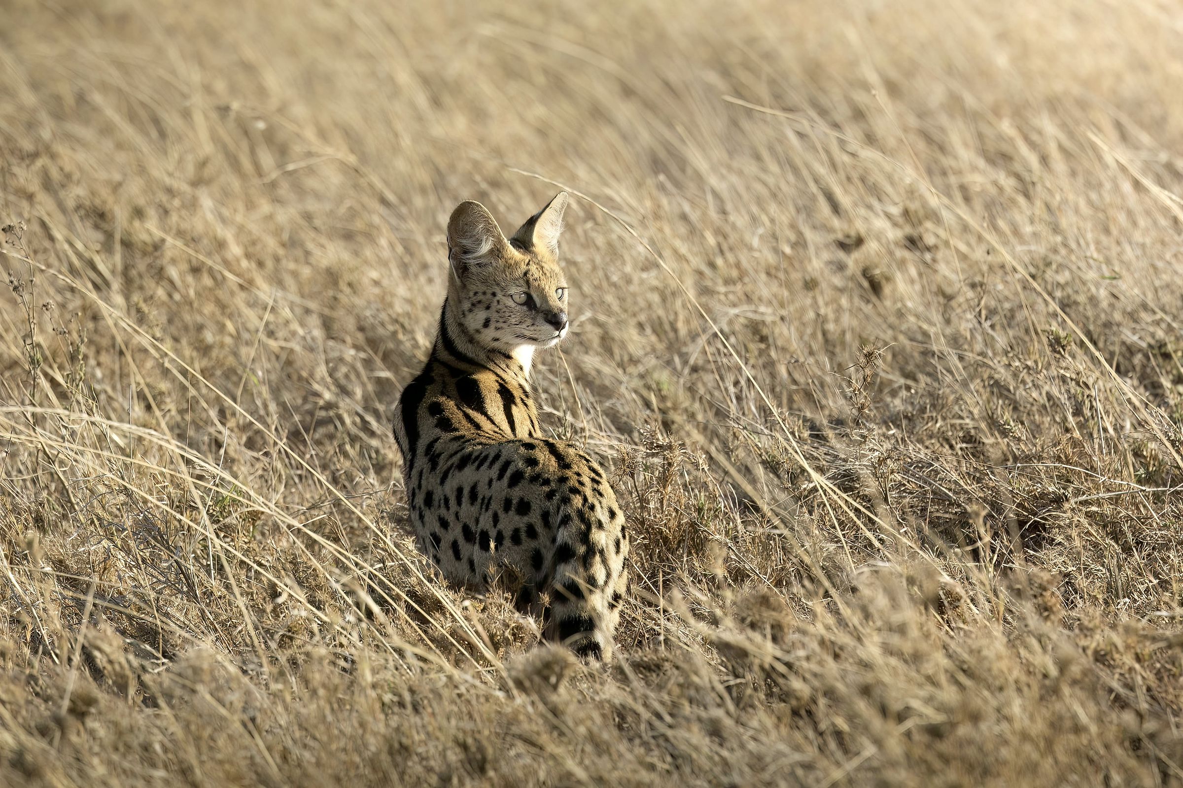 Serval