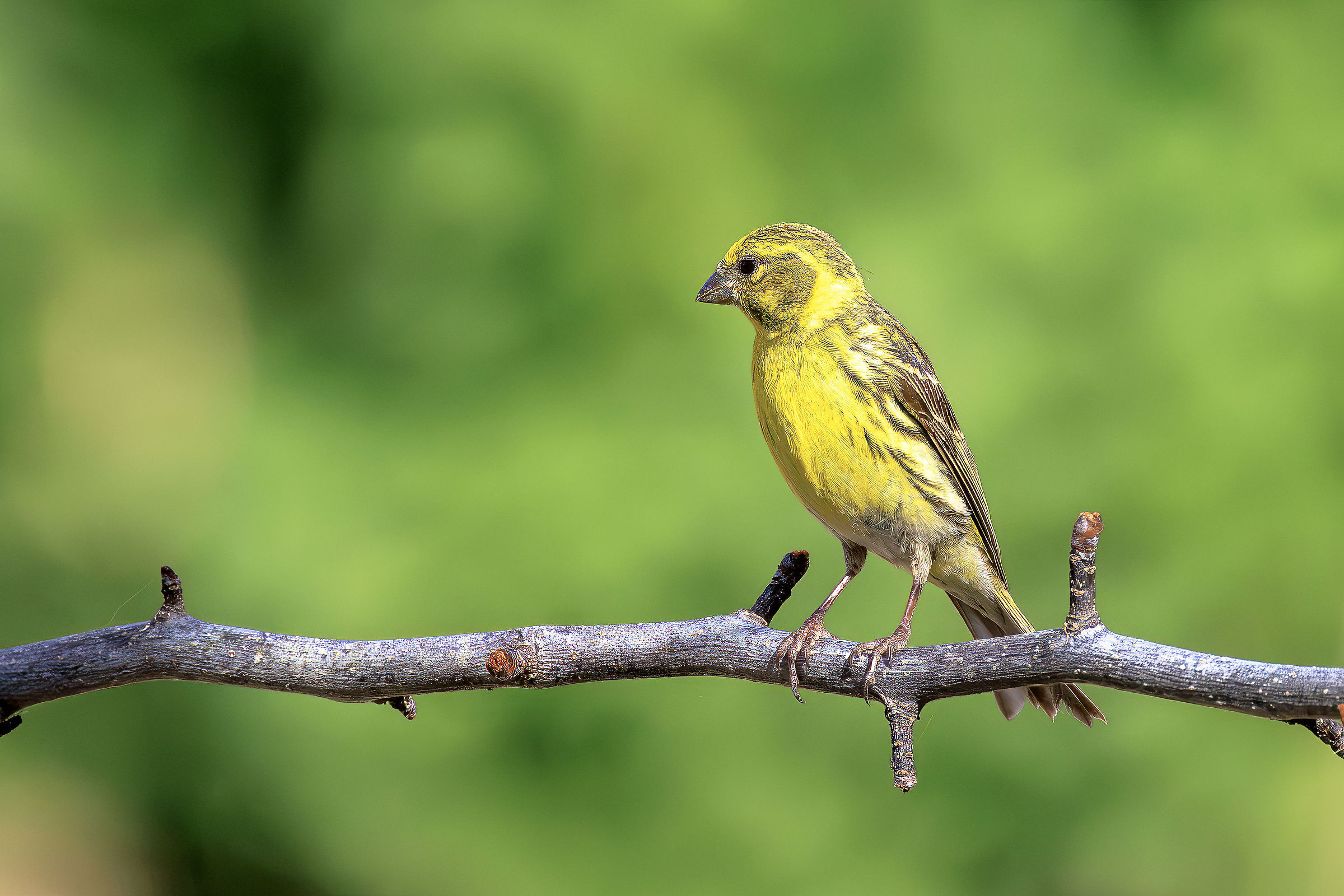 Zigolo giallo