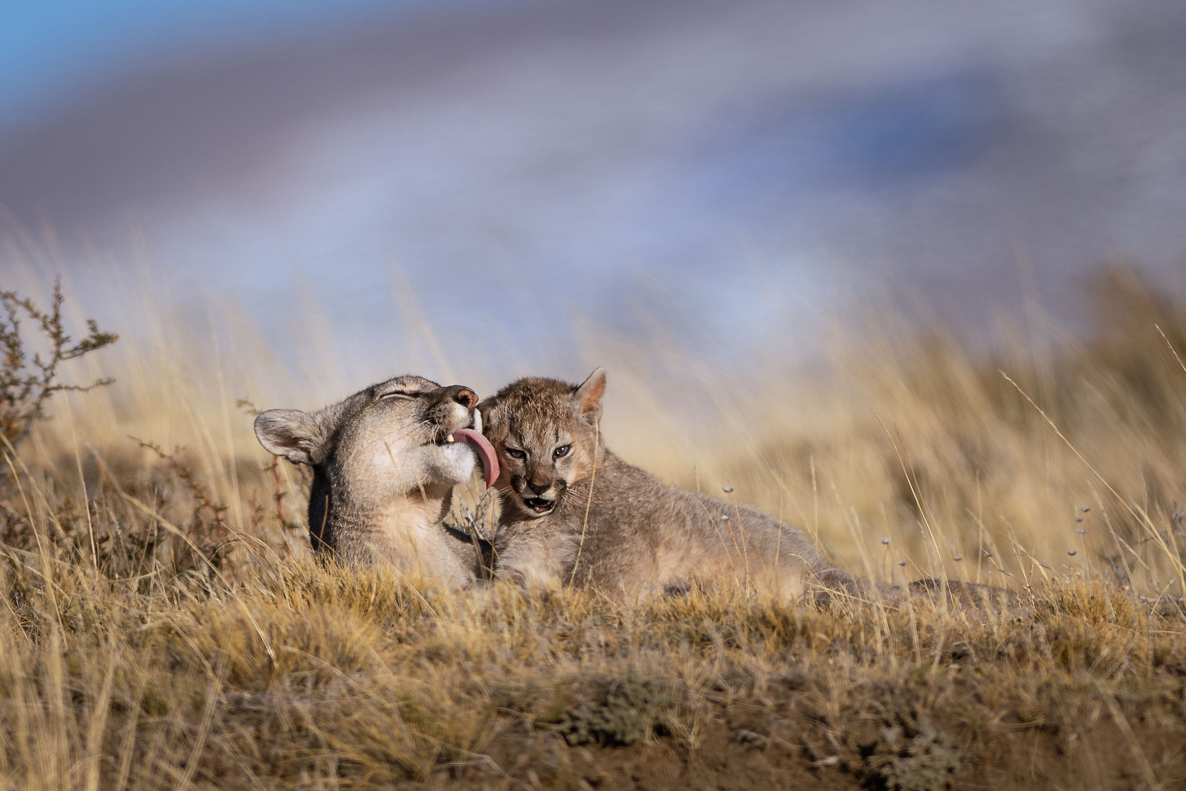 Amore di mamma