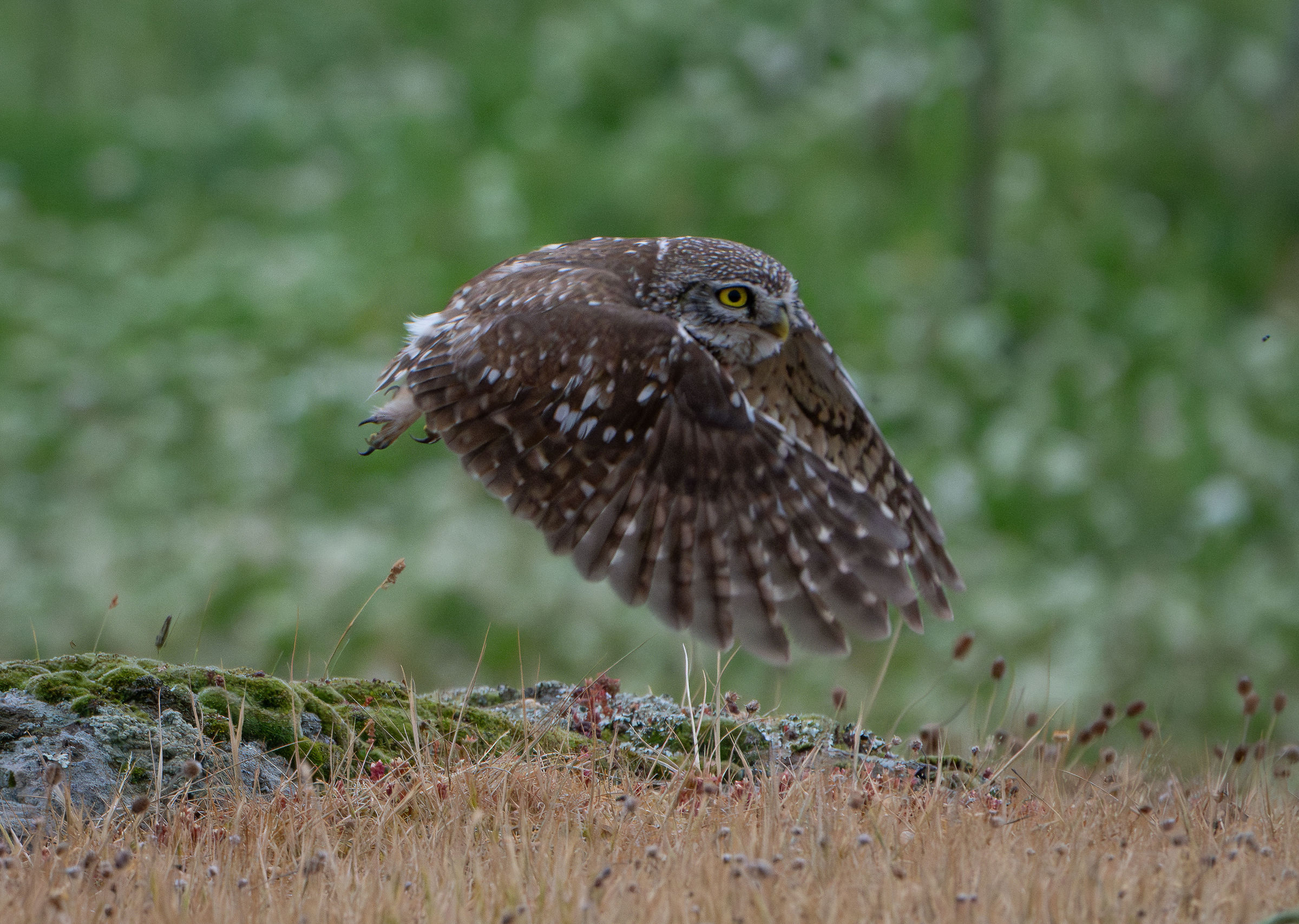 civetta in volo
