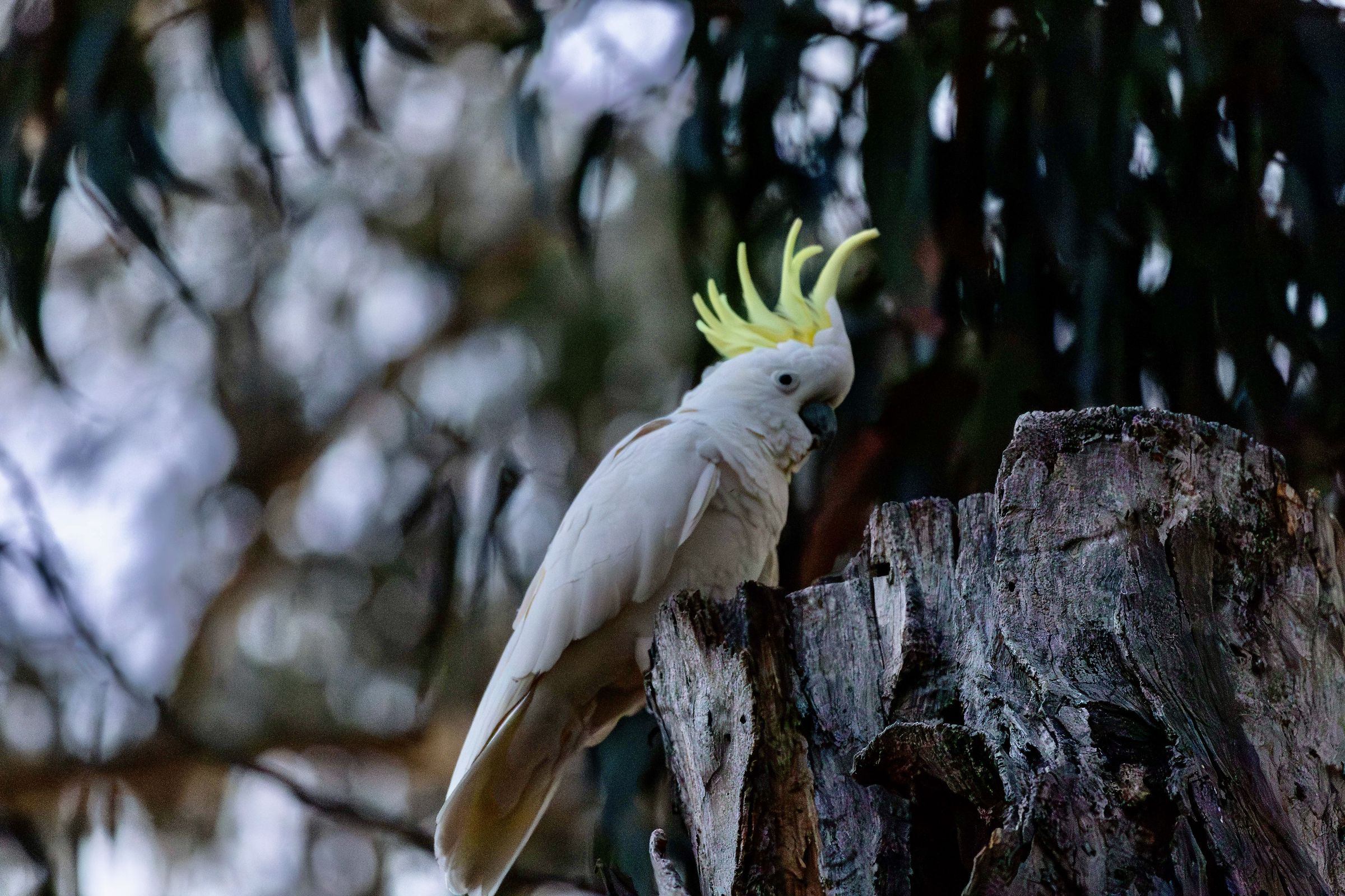 Cacatua Gallerita