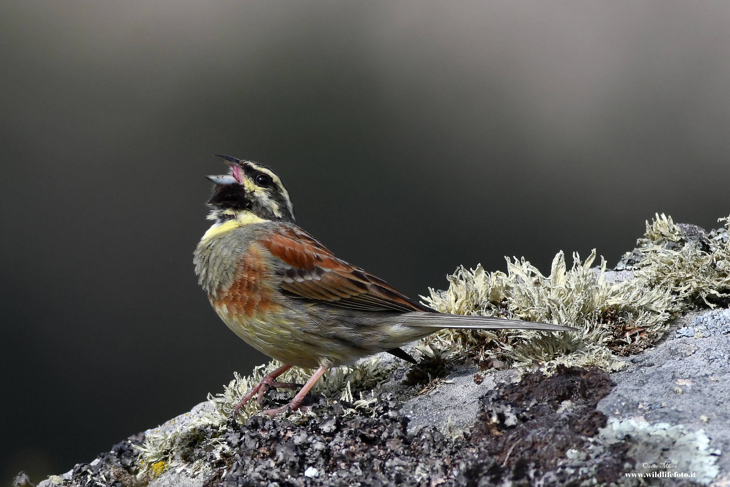 Black Bunting