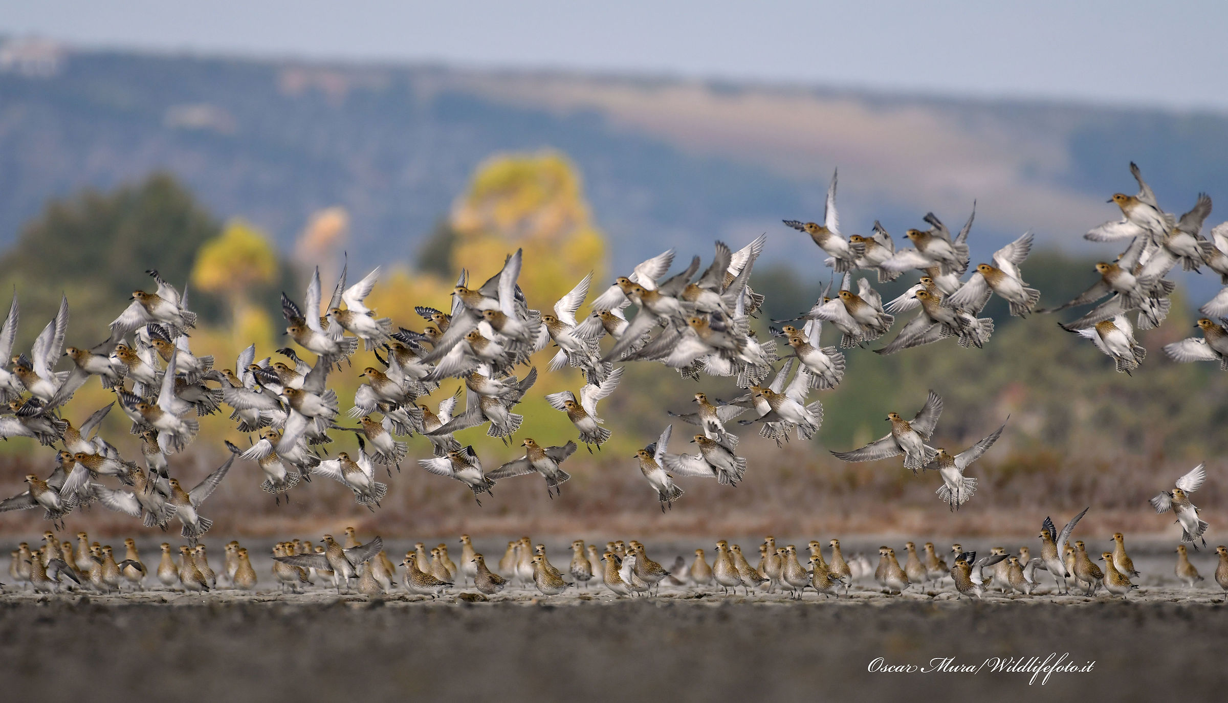 Golden Plovers