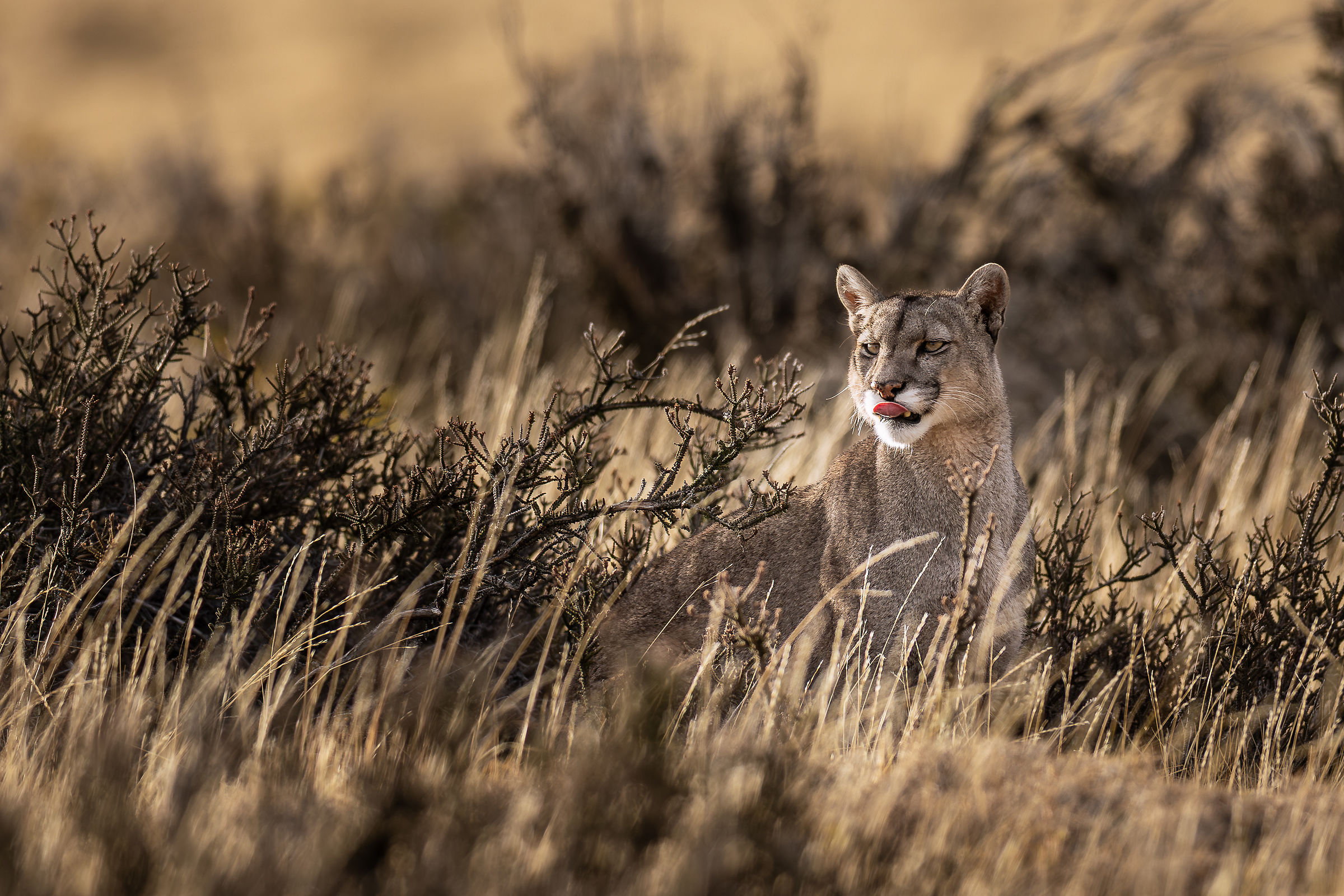Puma concolor