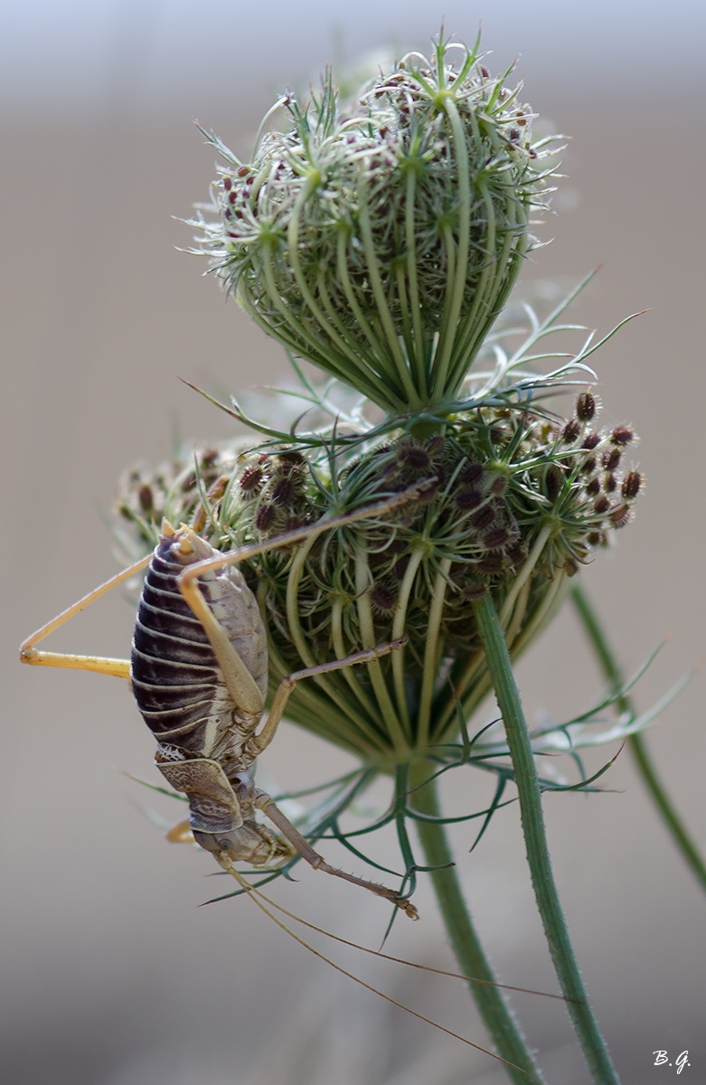 Barbitistes serricauda