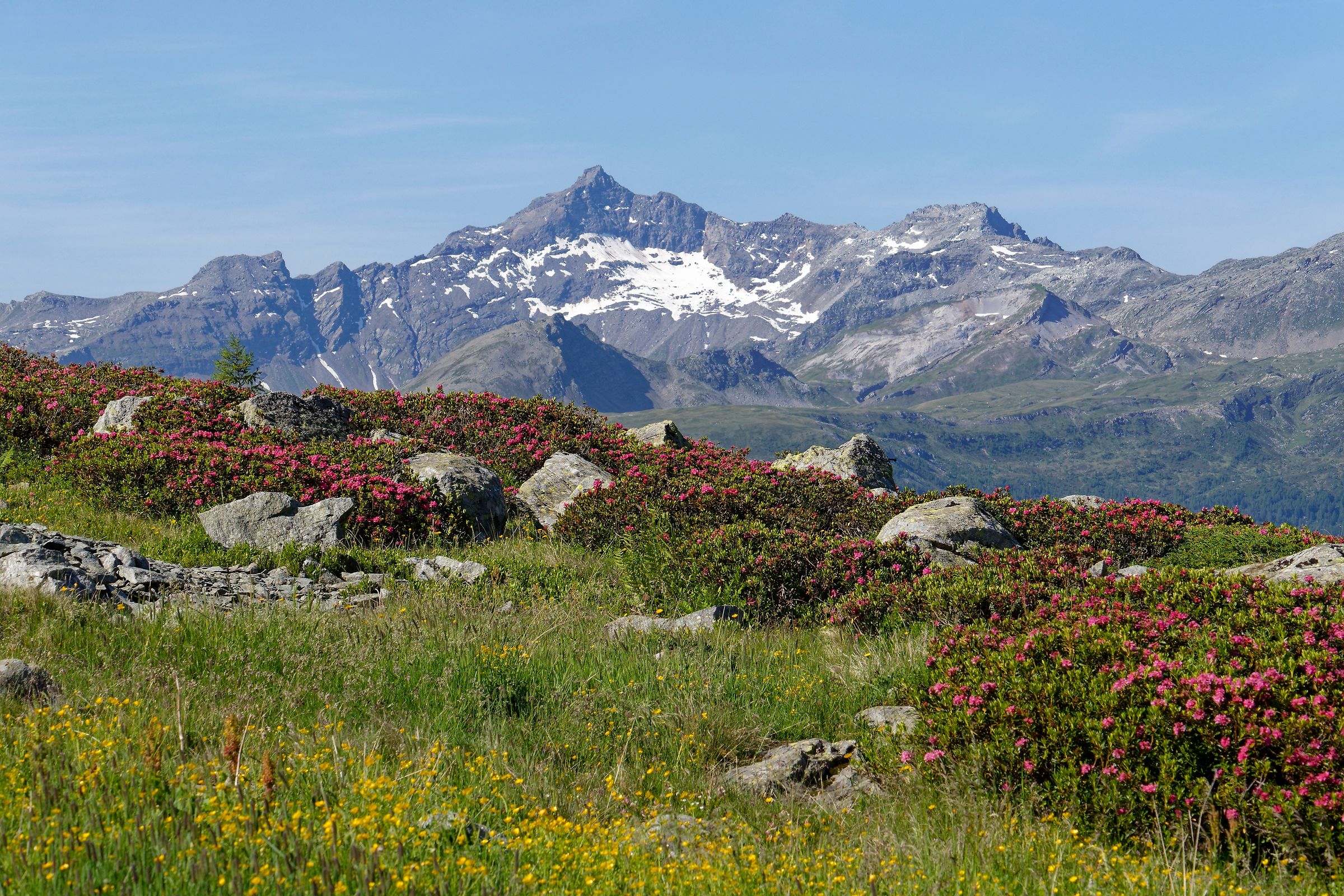 Pizzo Quadro e rododendri