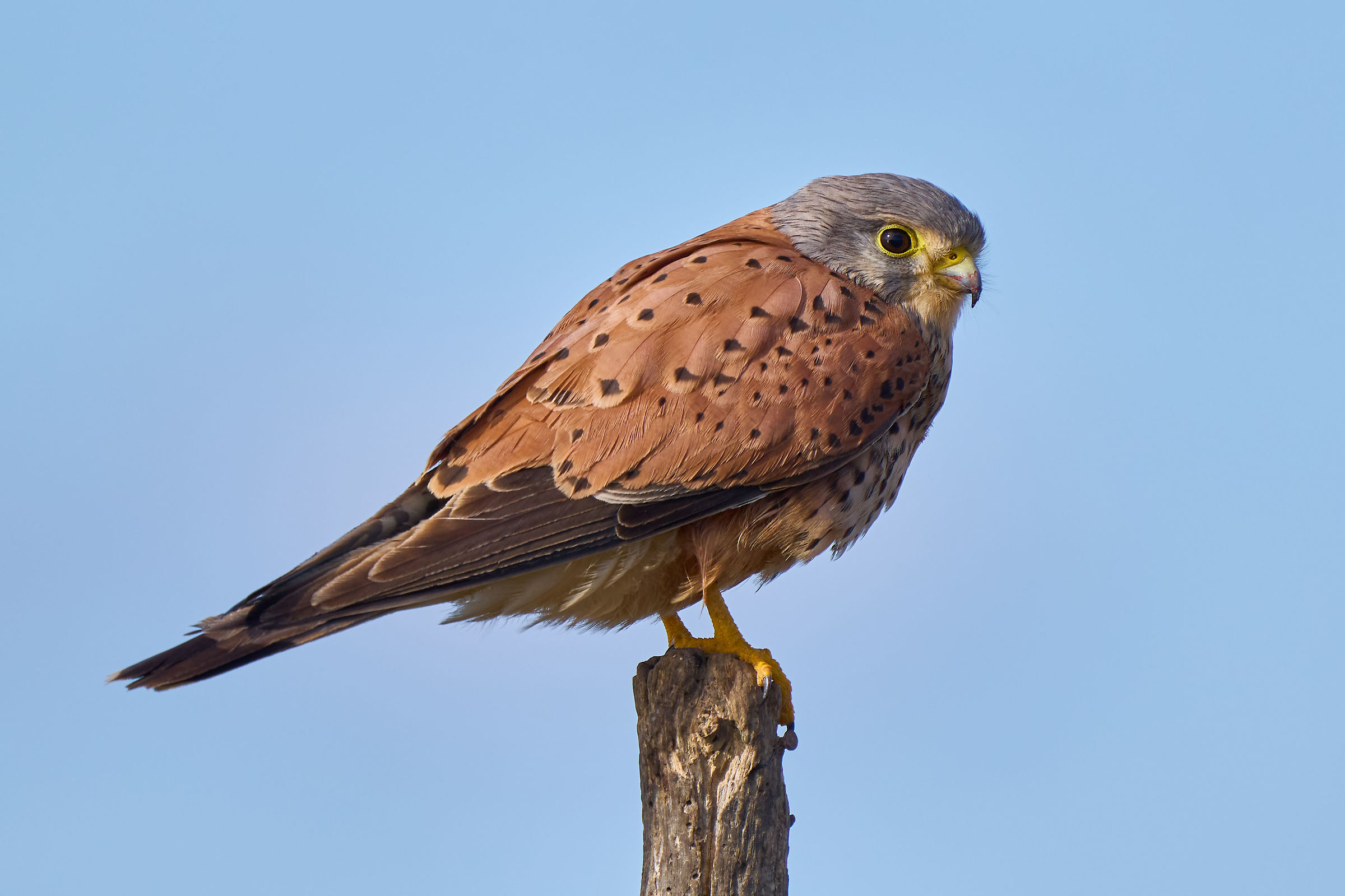 Kestrel