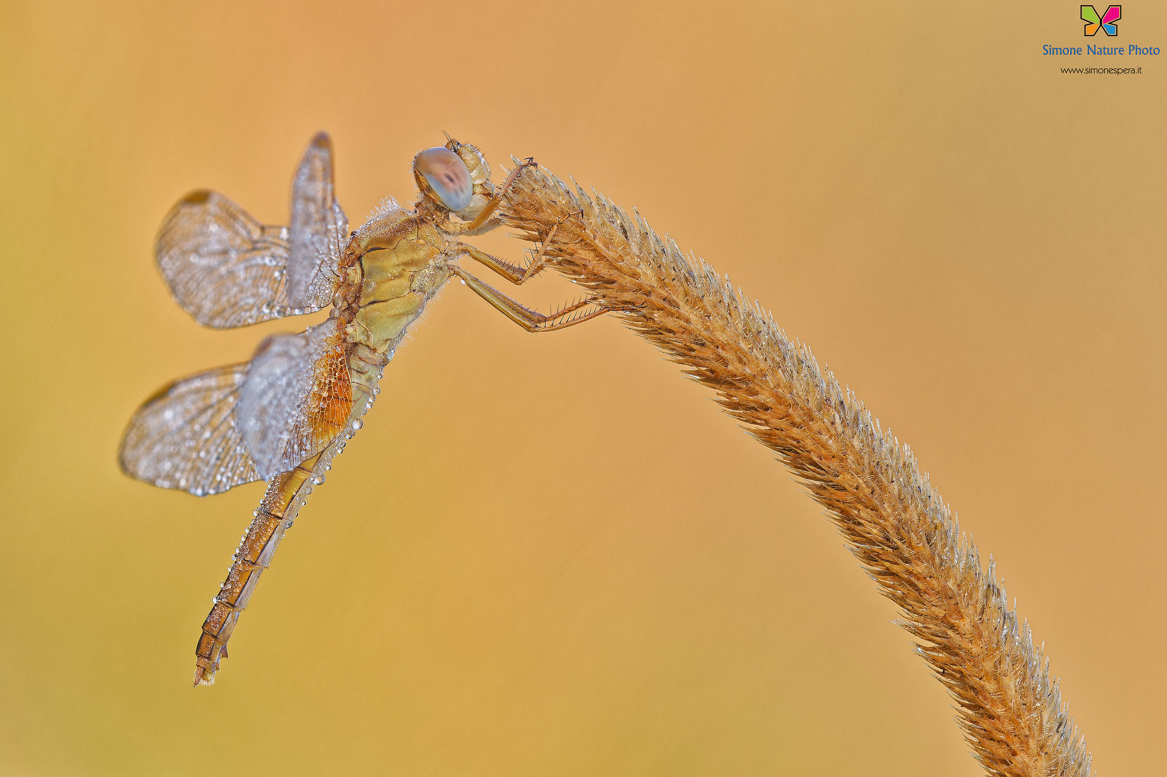 Crocothemis erythraea