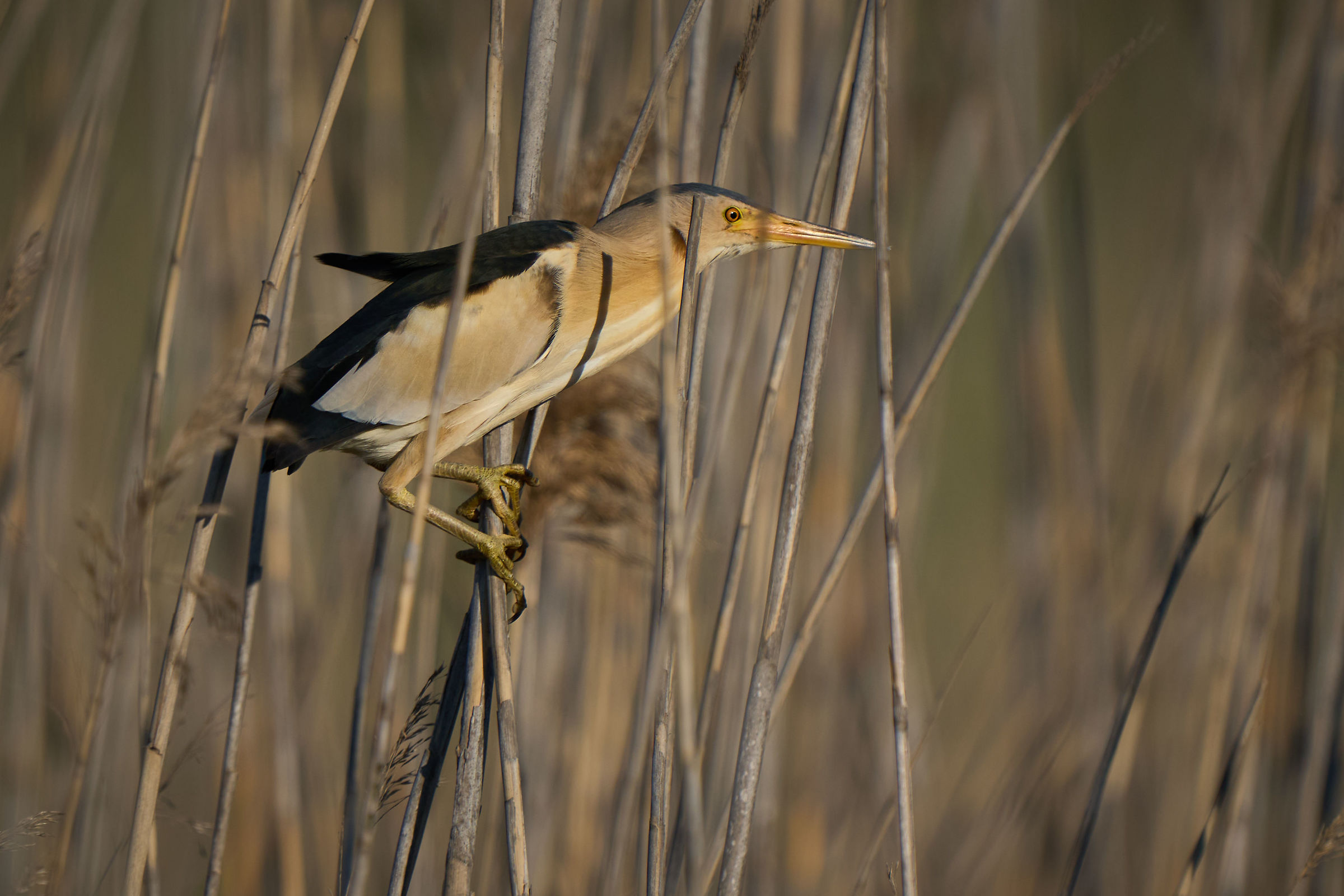 Little Bittern