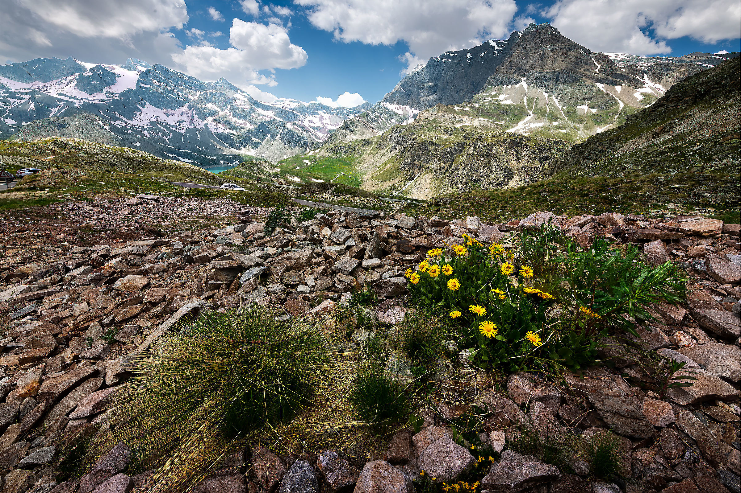 Nivolet in bloom