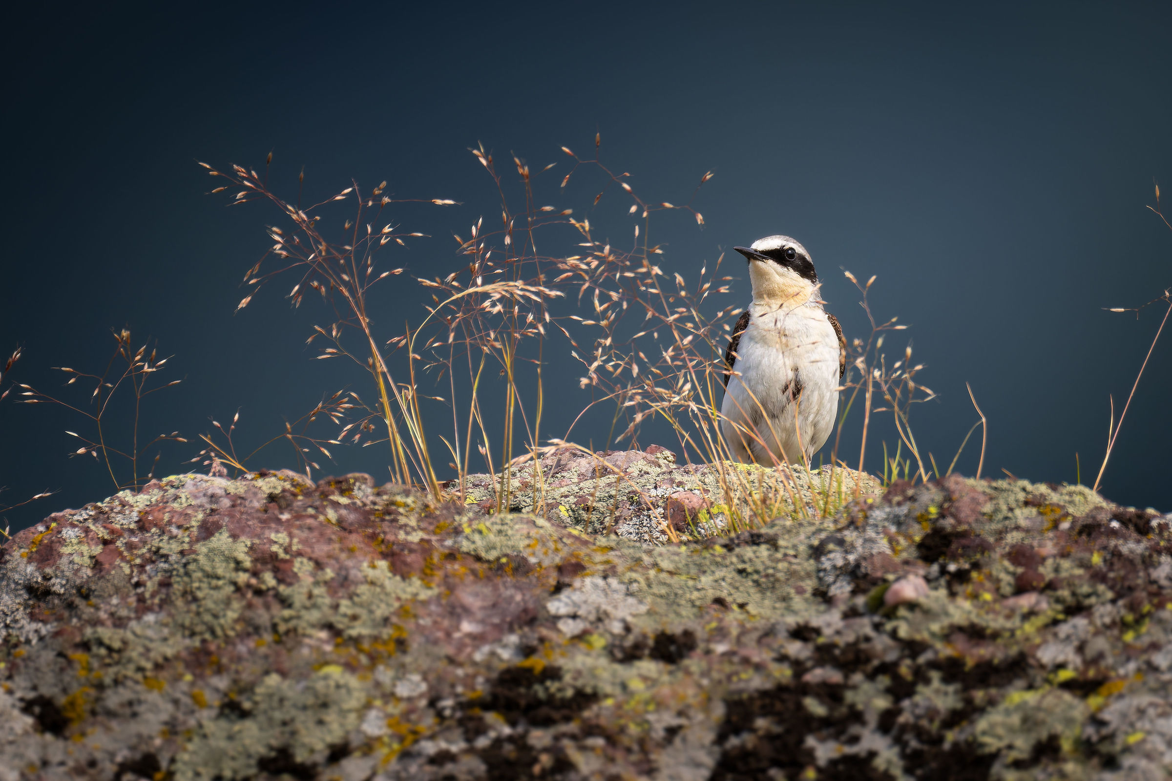 Wheatear