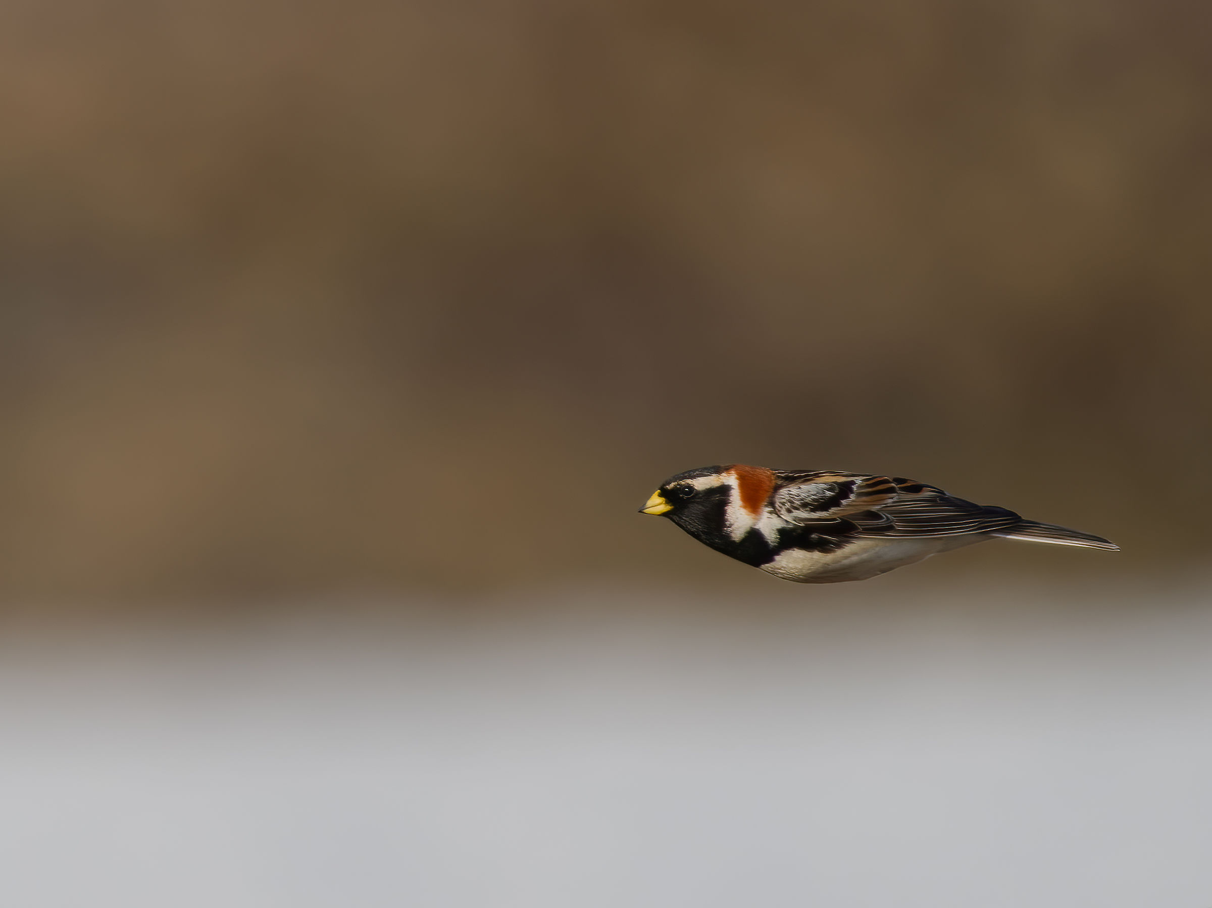 Una freccia nel Varanger : Zigolo della Lapponia