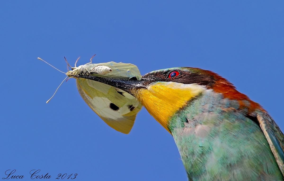 La preda del gruccione